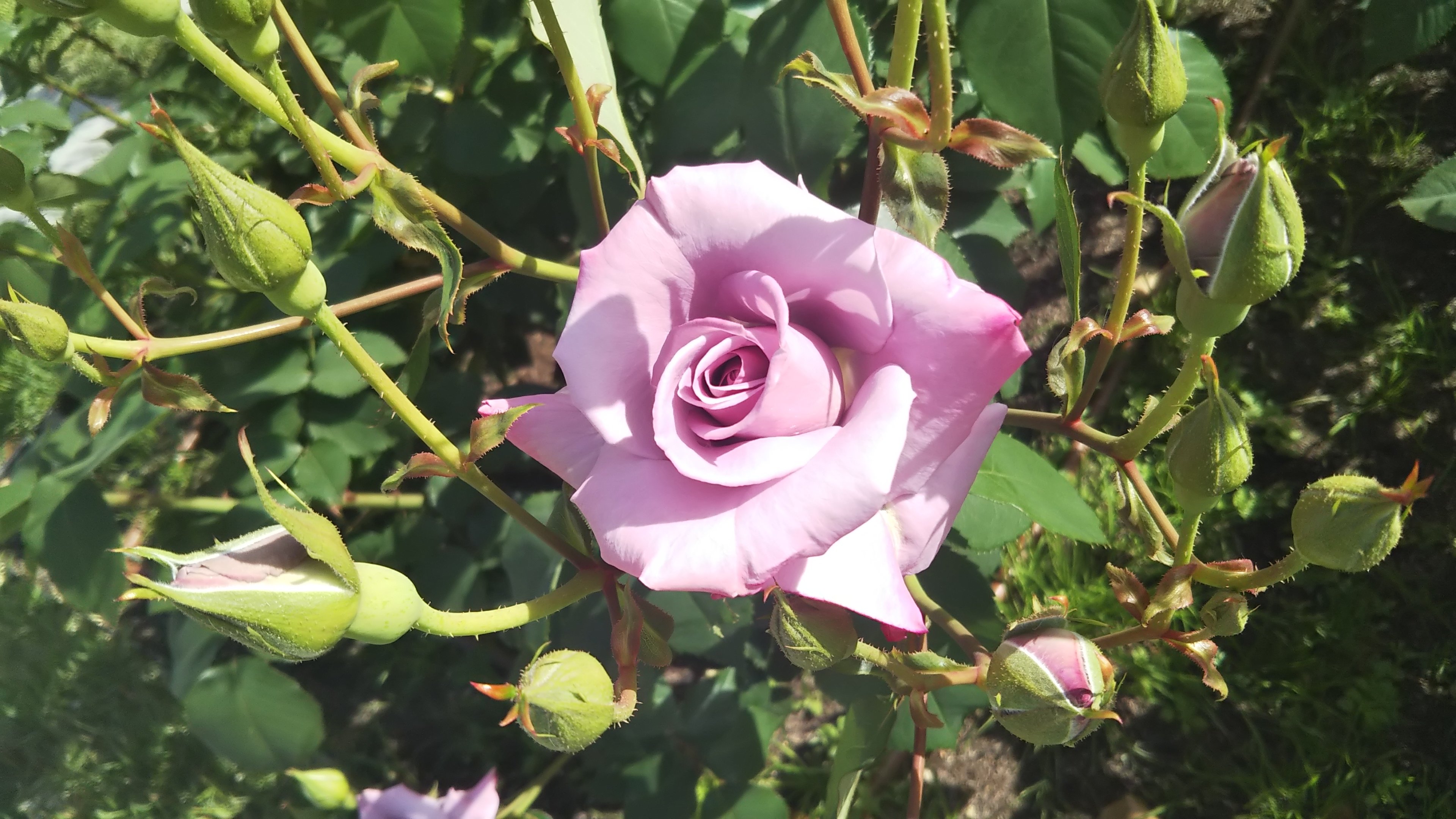 藤色の和バラ マダム ヴィオレ 人気のワケは 情熱庭園
