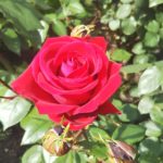 紅バラ【ロブ ロイ】中之島公園 バラ園にて☺️ｲｲﾈ