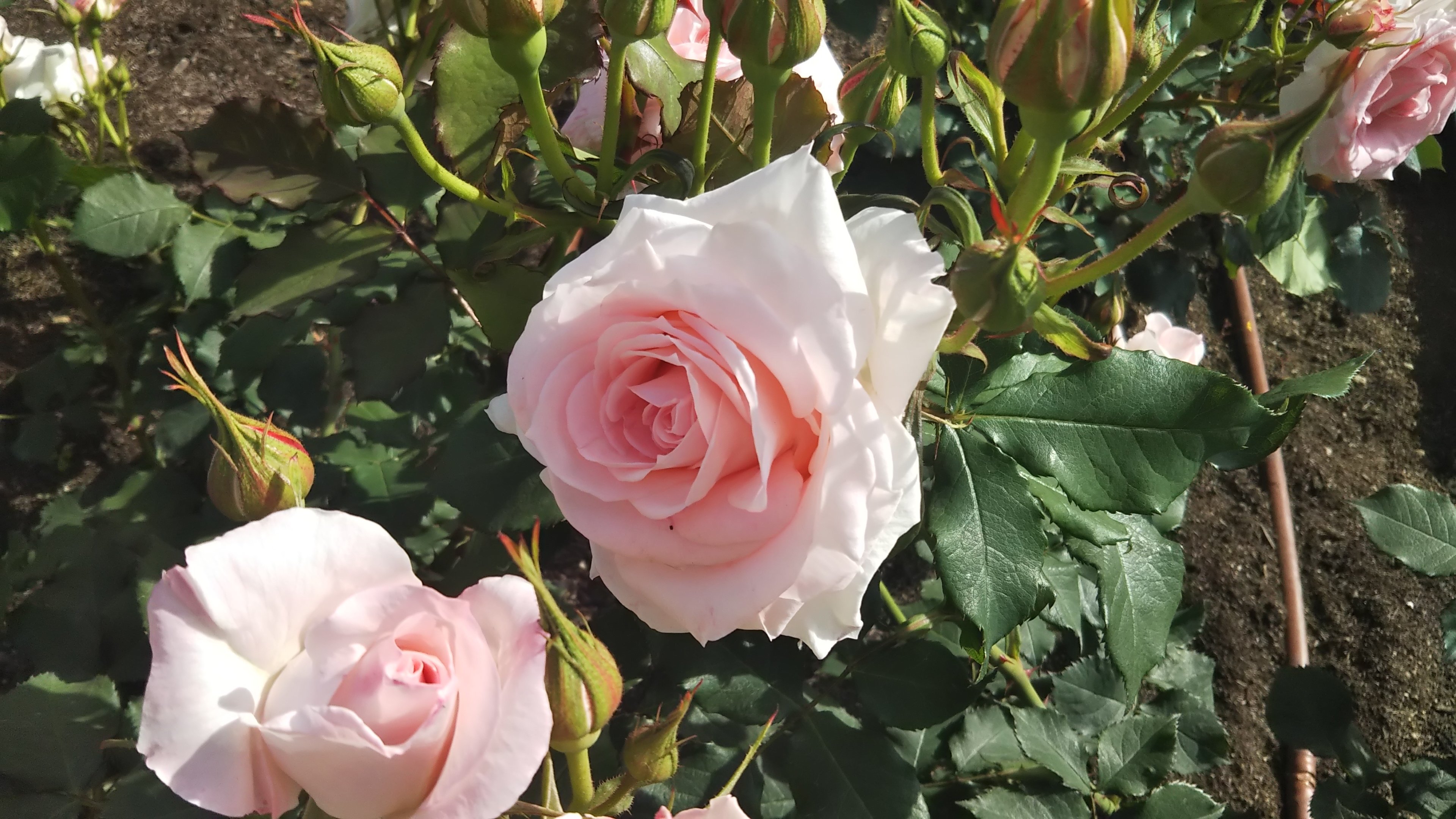 ブライダル ピンク この可憐なバラが欲しい 情熱庭園
