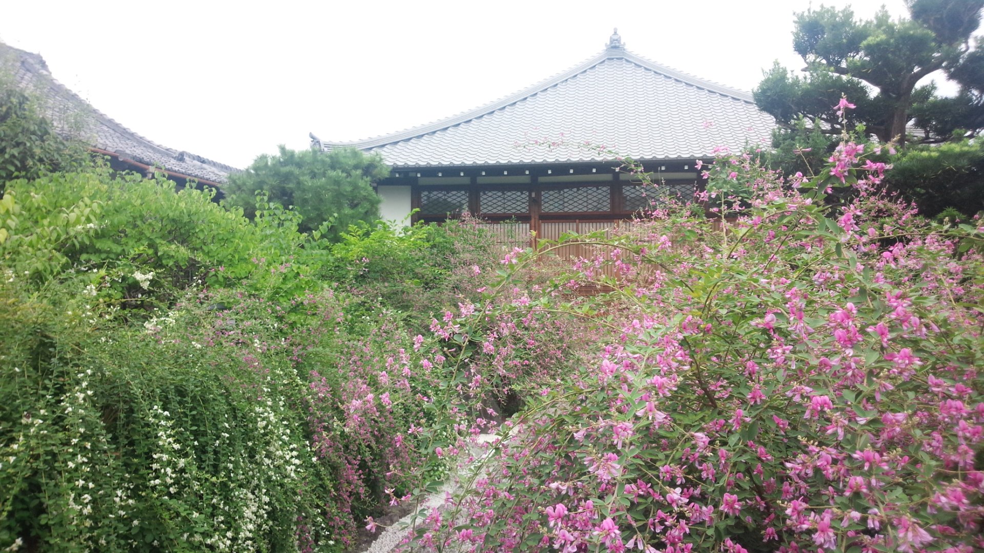 京都・常林寺の【萩の庭】