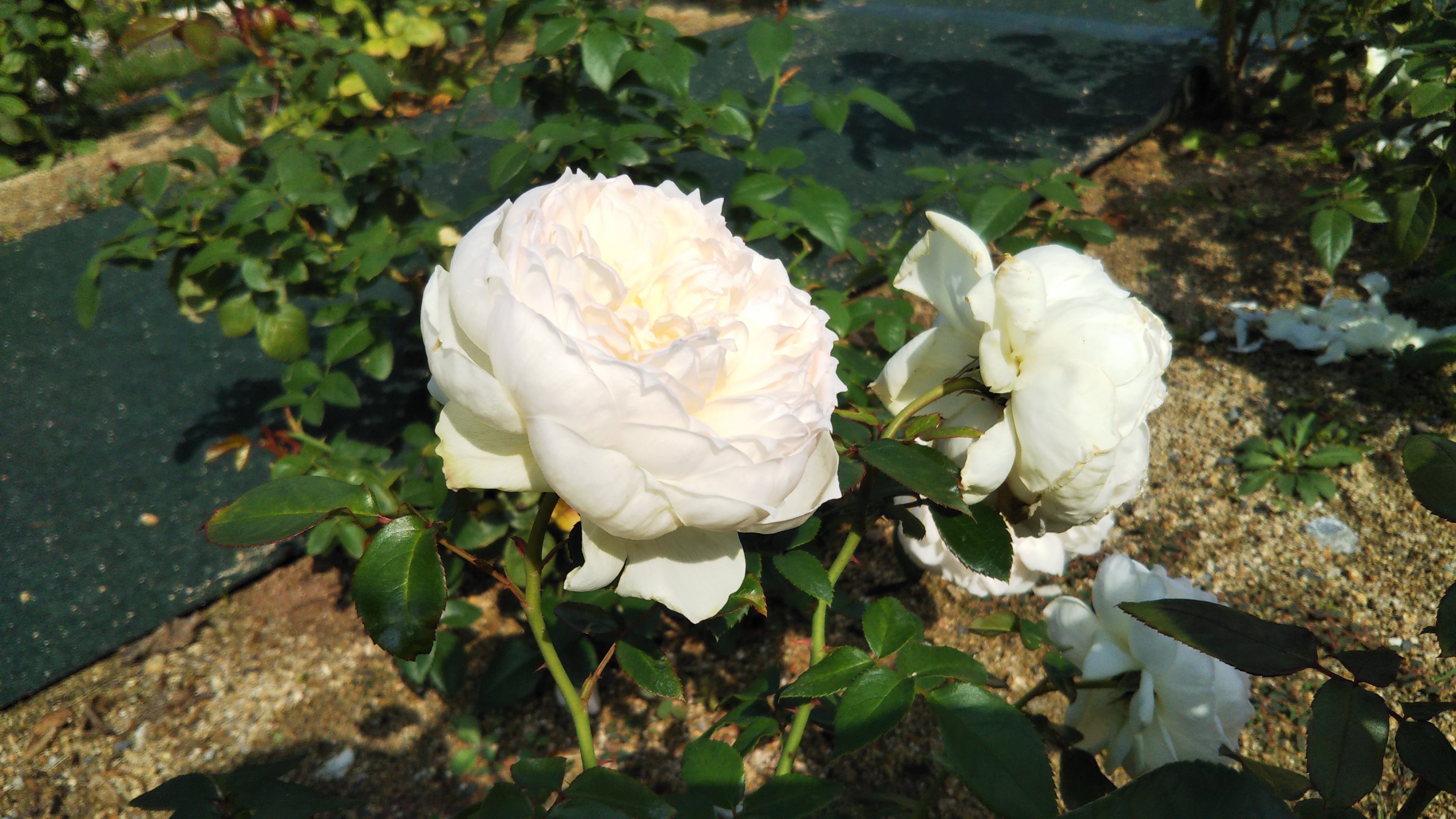 大人気のバラ！美しく強香で育てやすい白バラの代表格【ボレロ】この ...