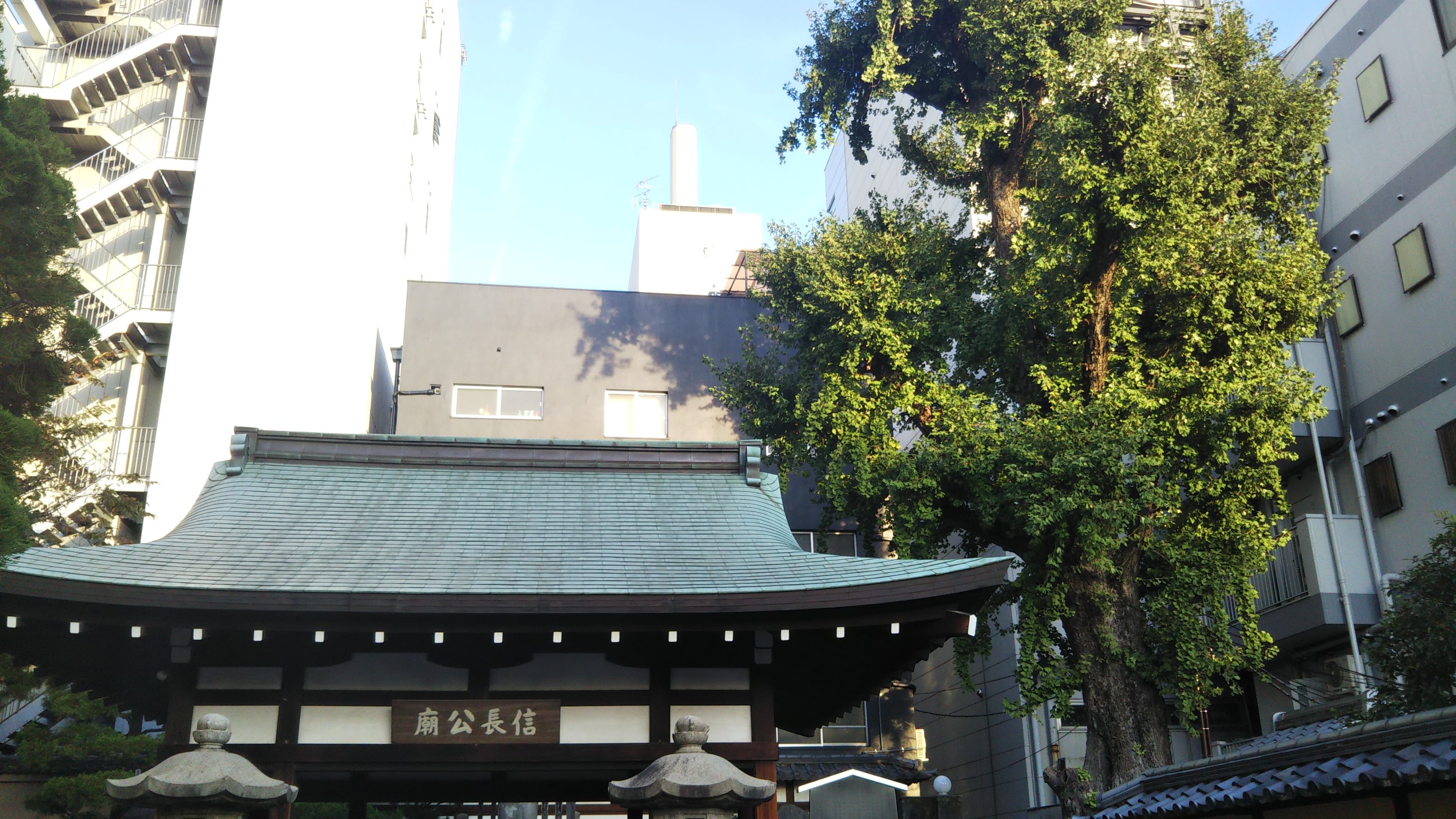京都『信長廟』とイチョウの大木
