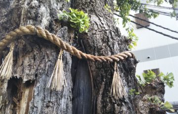 本能寺の「火伏せの銀杏」京都市指定保存樹