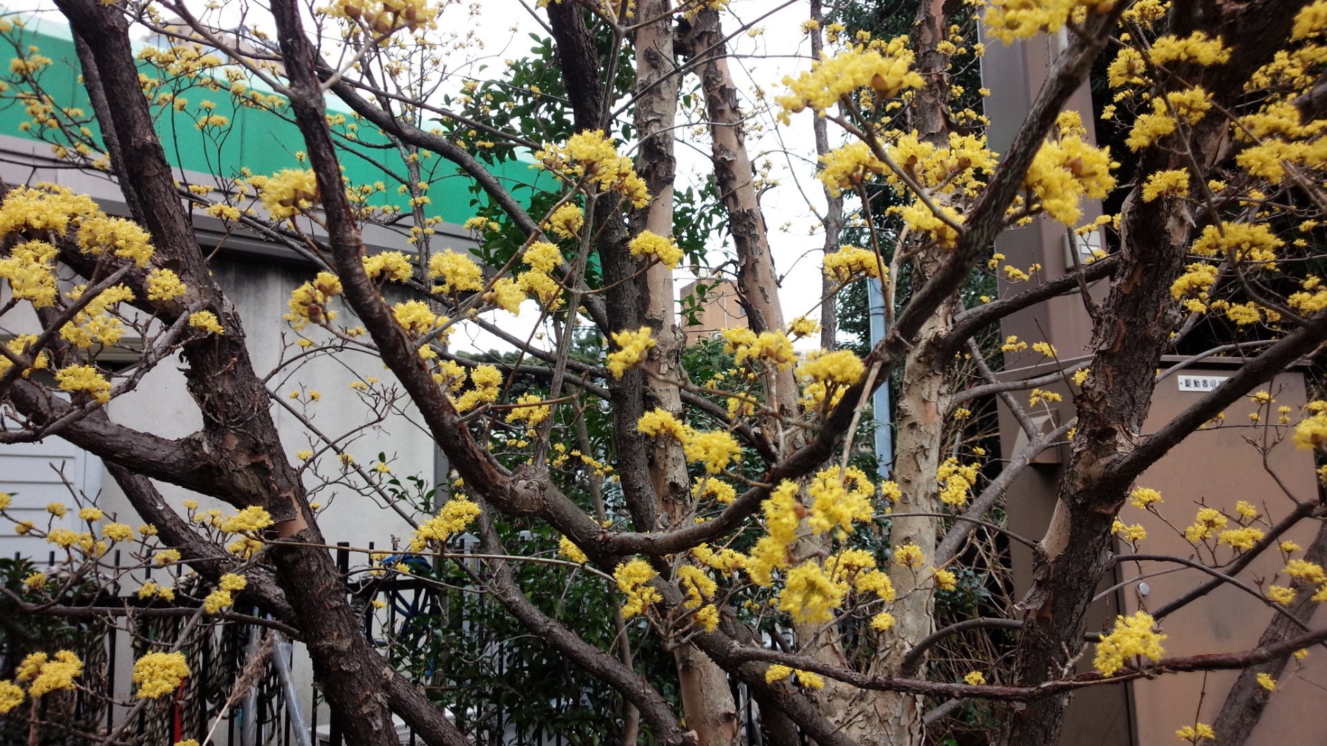 早春の黄色い花【サンシュユ】