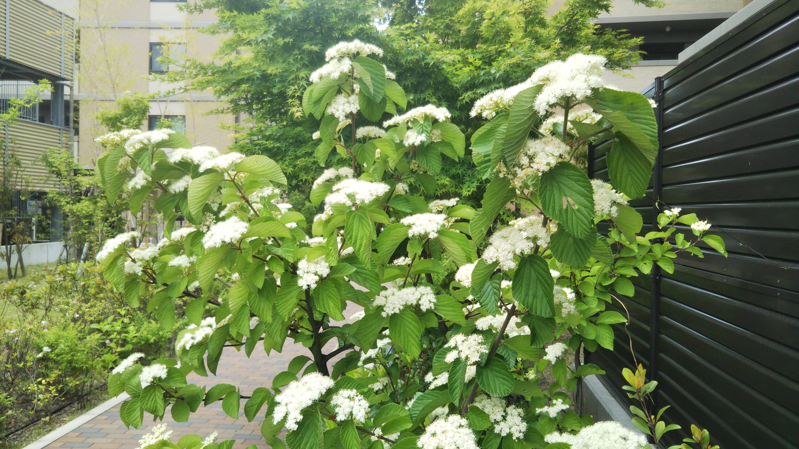 ５月に白い小さな花をたくさん咲かせる美しい花木