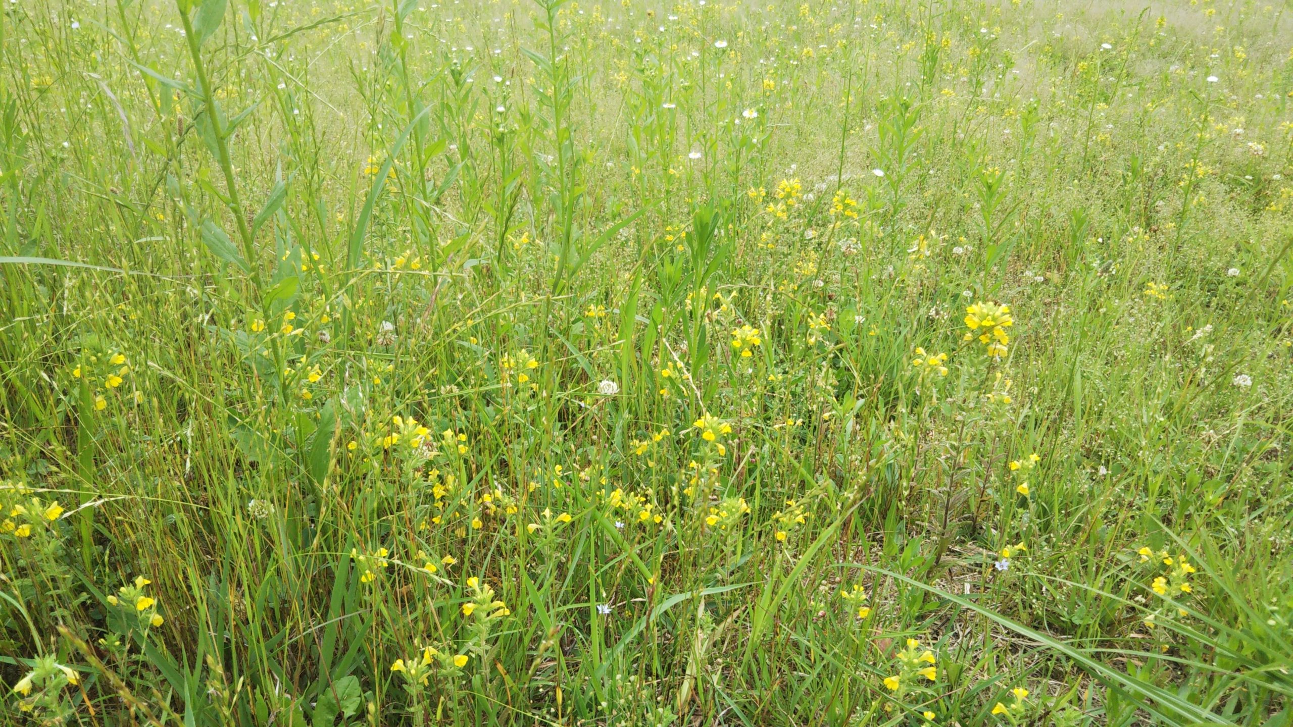 野原に、黄色い小花がたくさん…