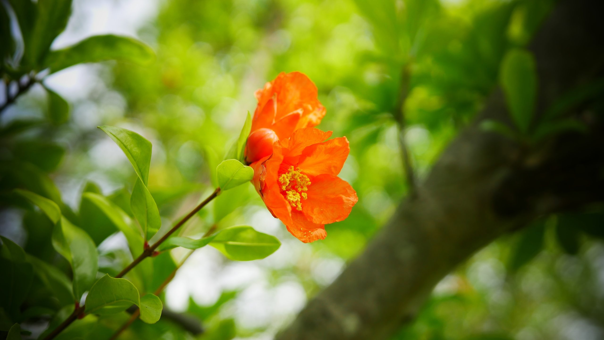【ザクロの花】鮮烈な朱色の花