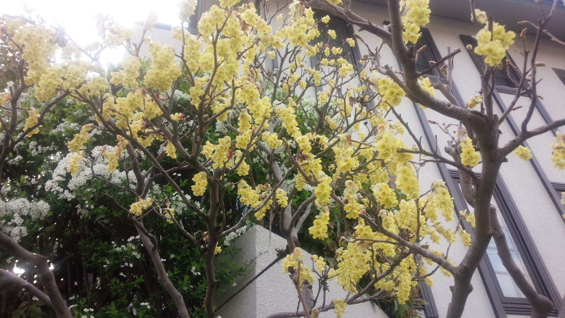 連なって咲く黄色い花が美しい【トサミズキ】