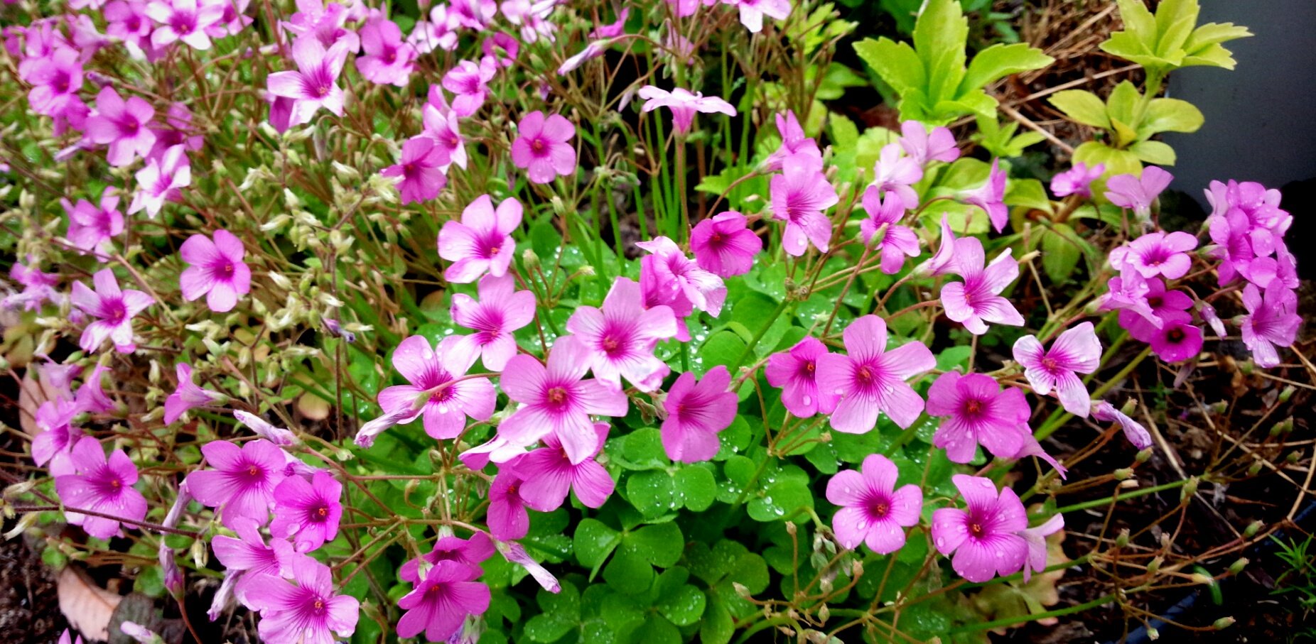 イモカタバミの花は、中心部の色が濃い。