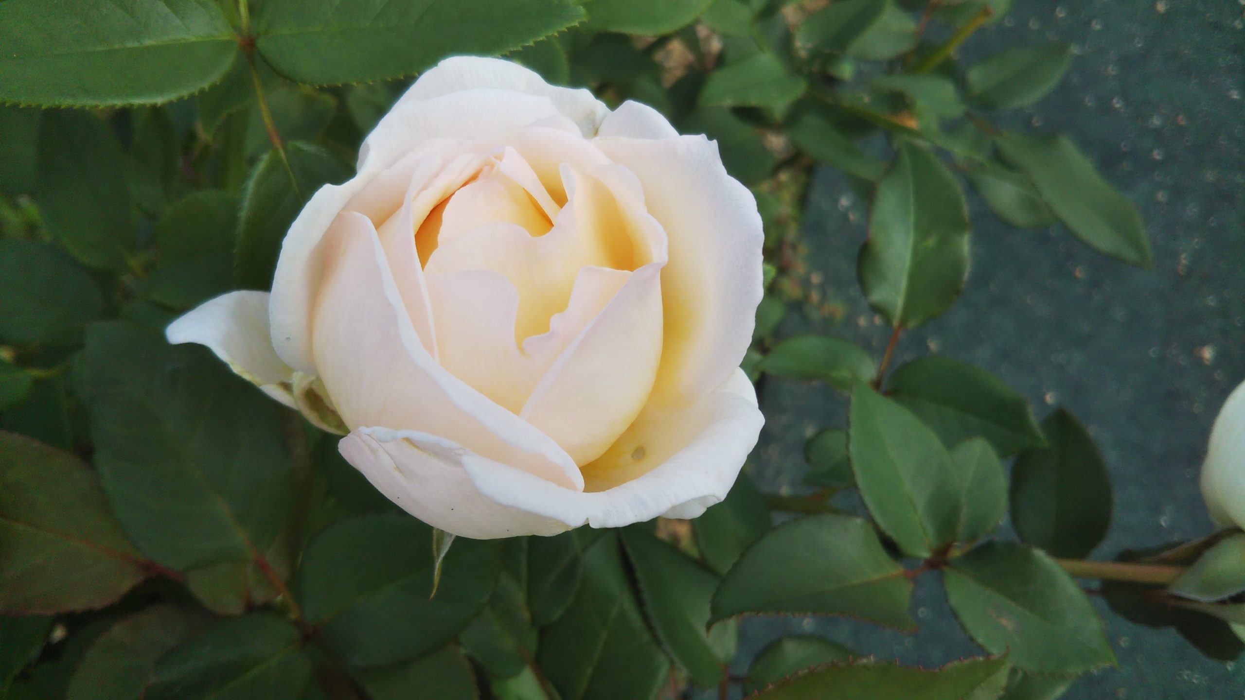 幸せの香り の和バラ 薫乃 このバラが欲しい 情熱庭園
