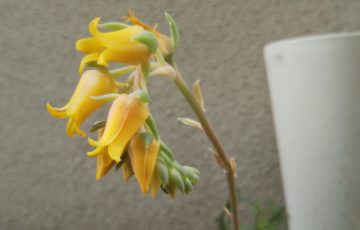 エケベリア【ムーンフェアリー(？)】とってもカワイイベル状花