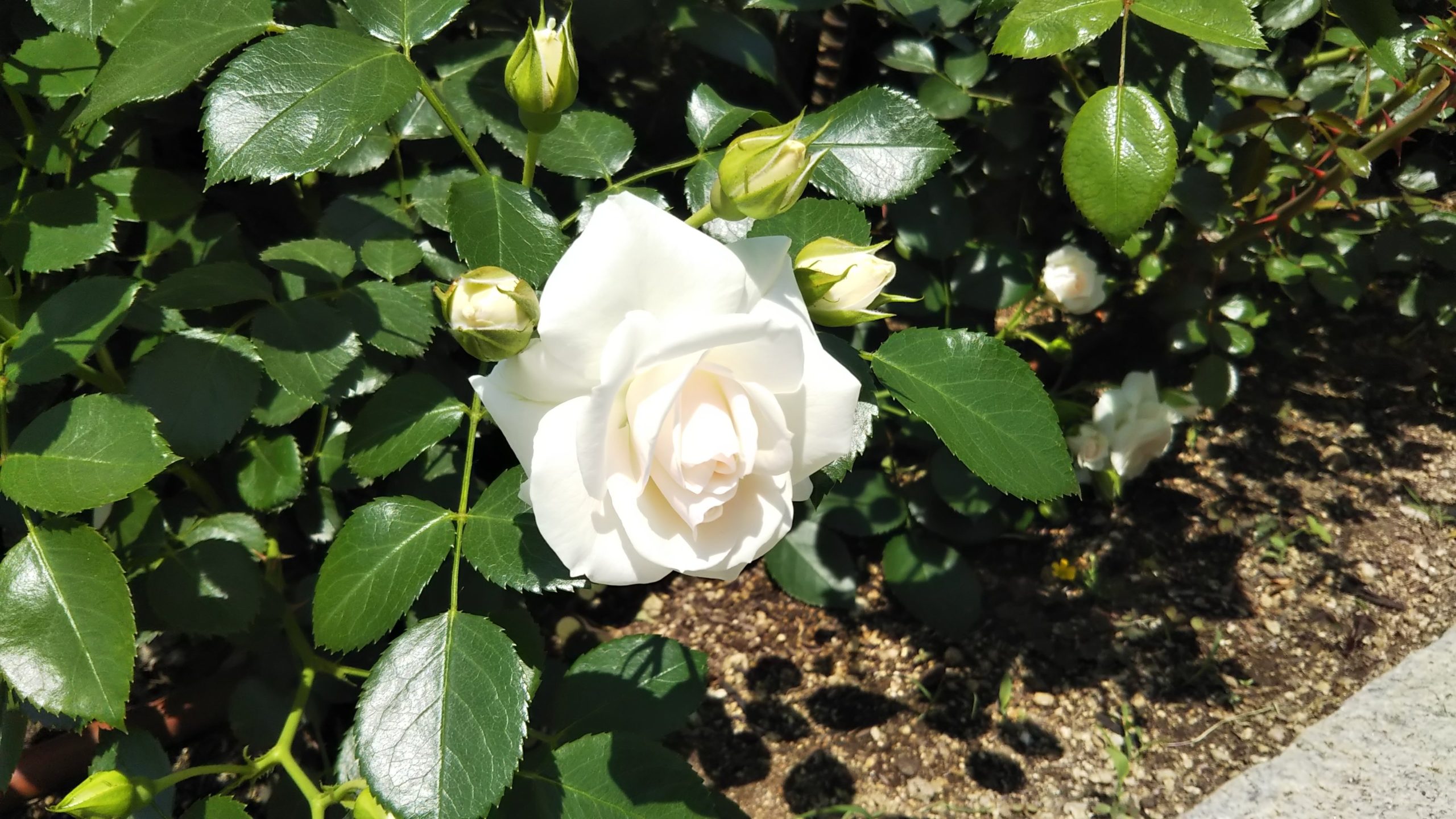 クスリのバラ アスピリンローズ 情熱庭園