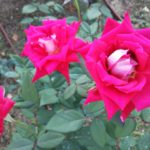 紅白のバラ【ラブ】＠中之島公園バラ園