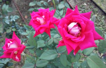 紅白のバラ【ラブ】＠中之島公園バラ園