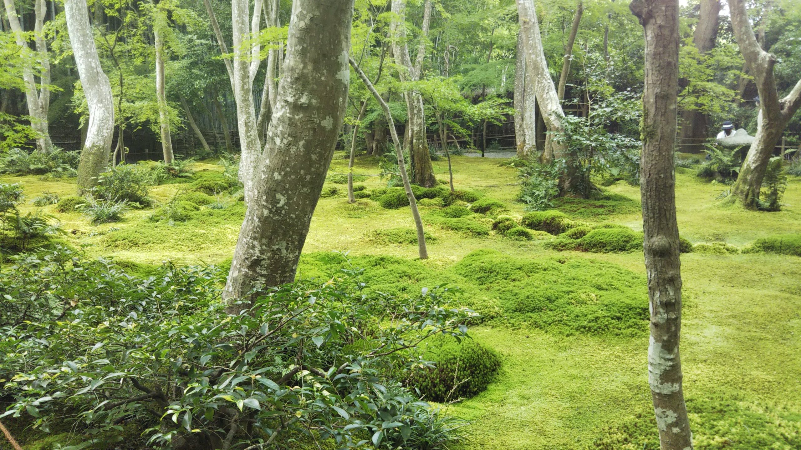 京都・祇王寺の苔庭。こじんまりしていて美しい