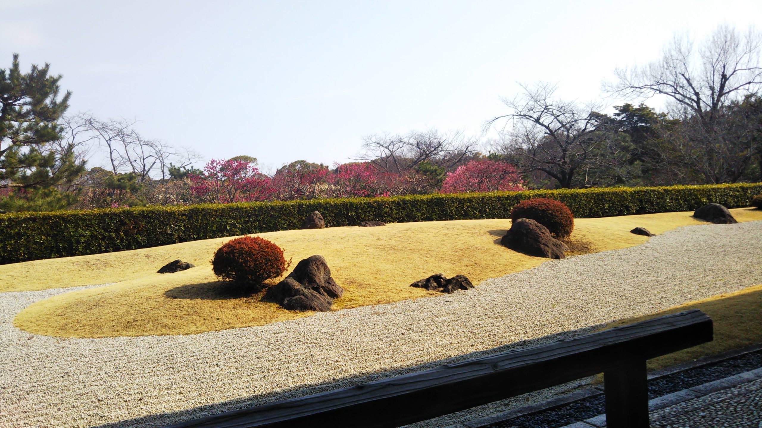 日本庭園内の茶寮【千里庵】から垣根越しに梅園を眺める