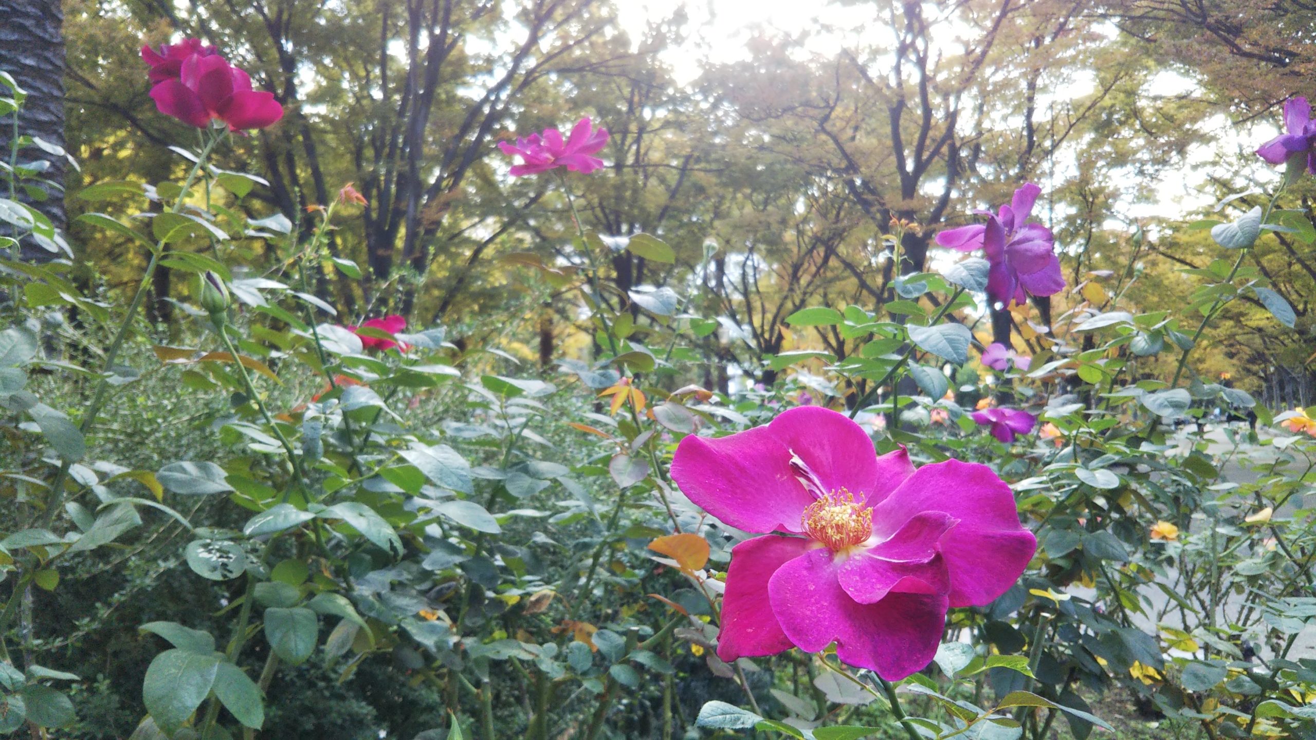 紅バラ【ニュース】＠靭公園バラ園(大阪)