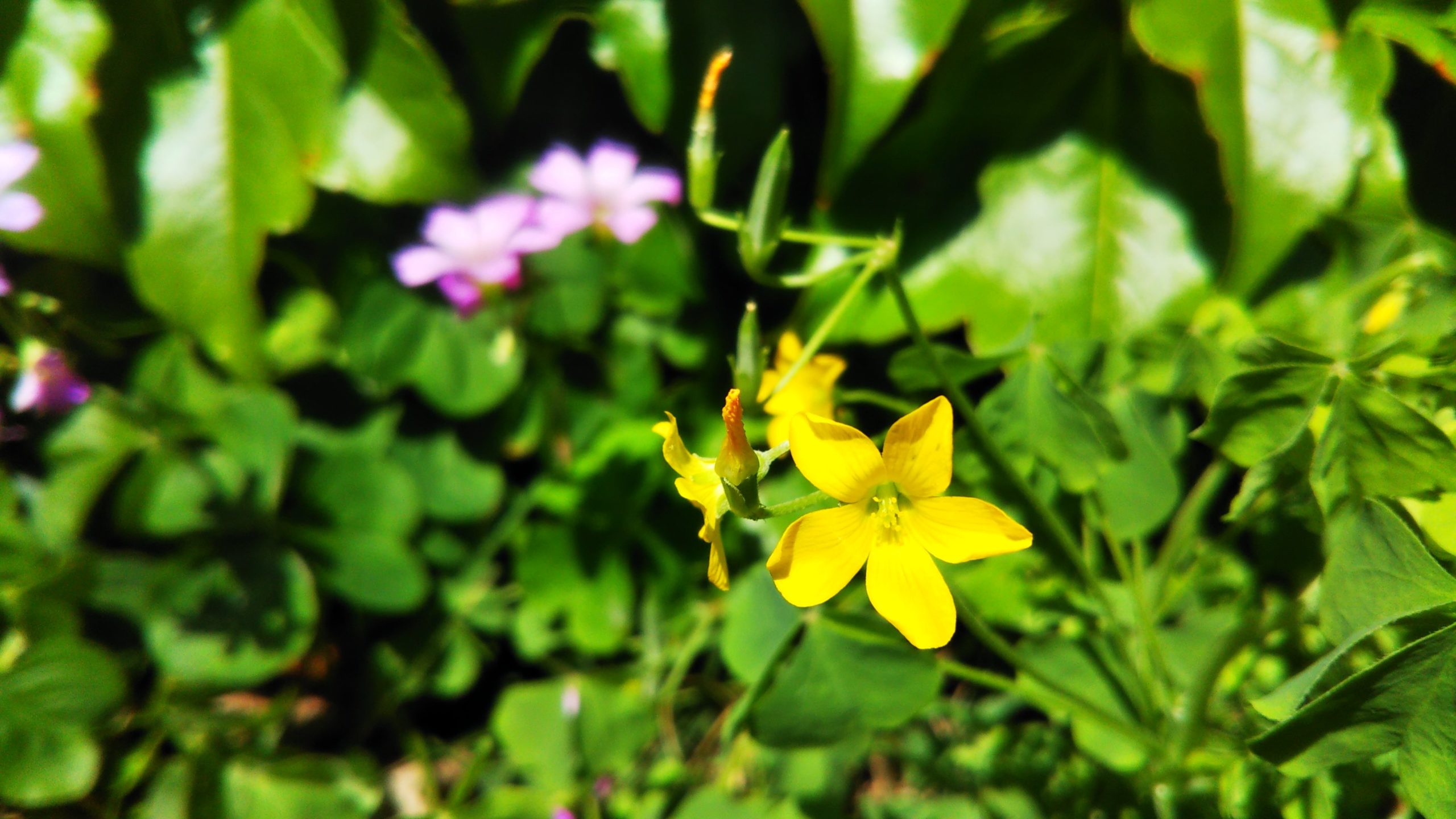 恐ろしい繫殖力で庭の厄介者【カタバミ】特に黄色い花の方が…