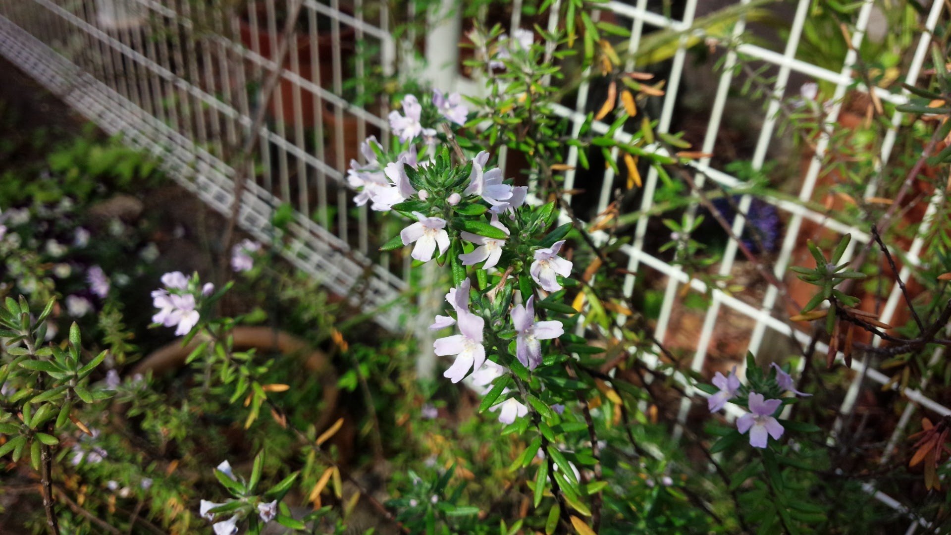 【ウエストリンギア】５月、薄紫の小花を枝先につける