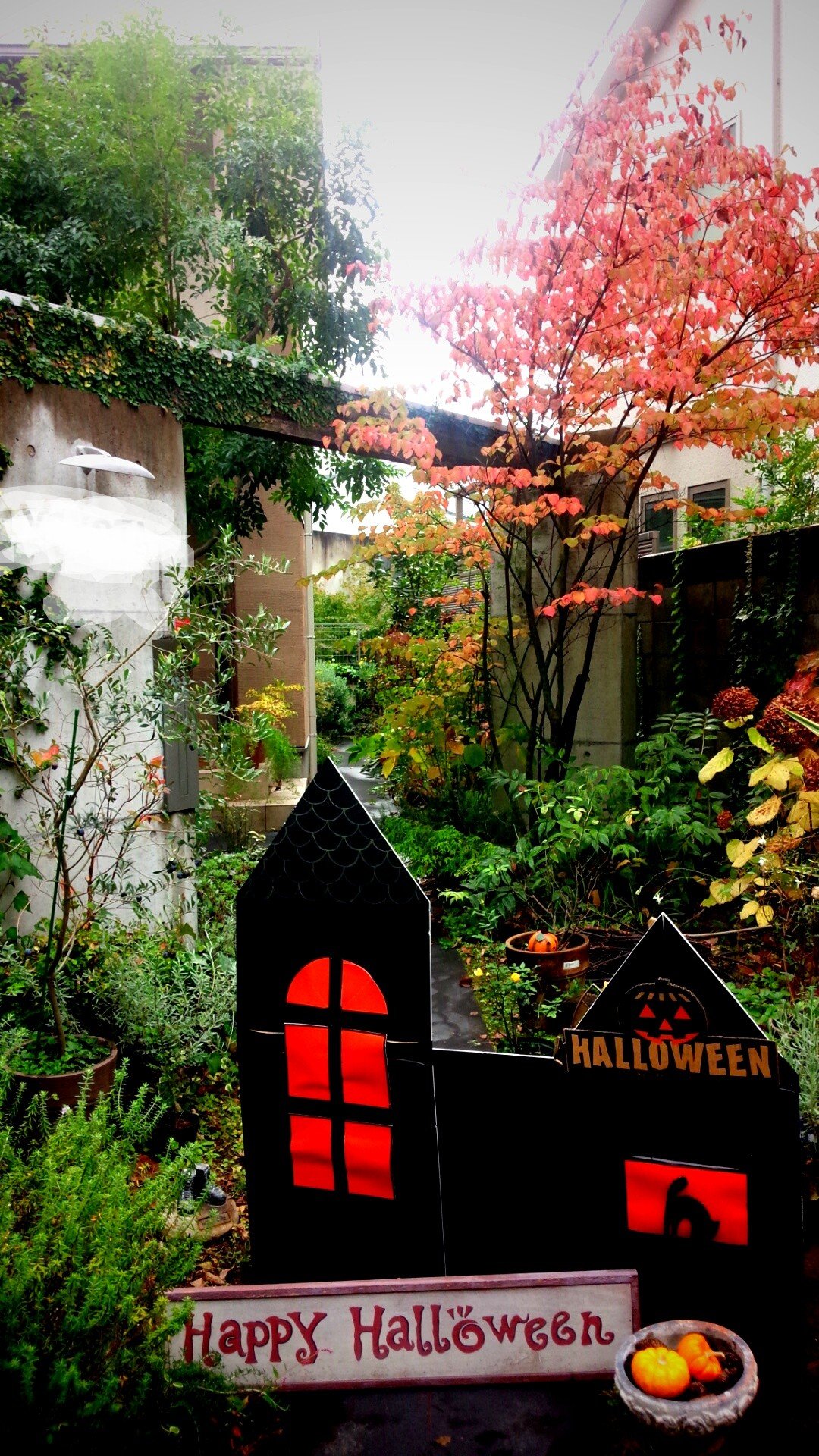 ハロウィンの庭。画像の右後方が紅葉するヤマボウシ