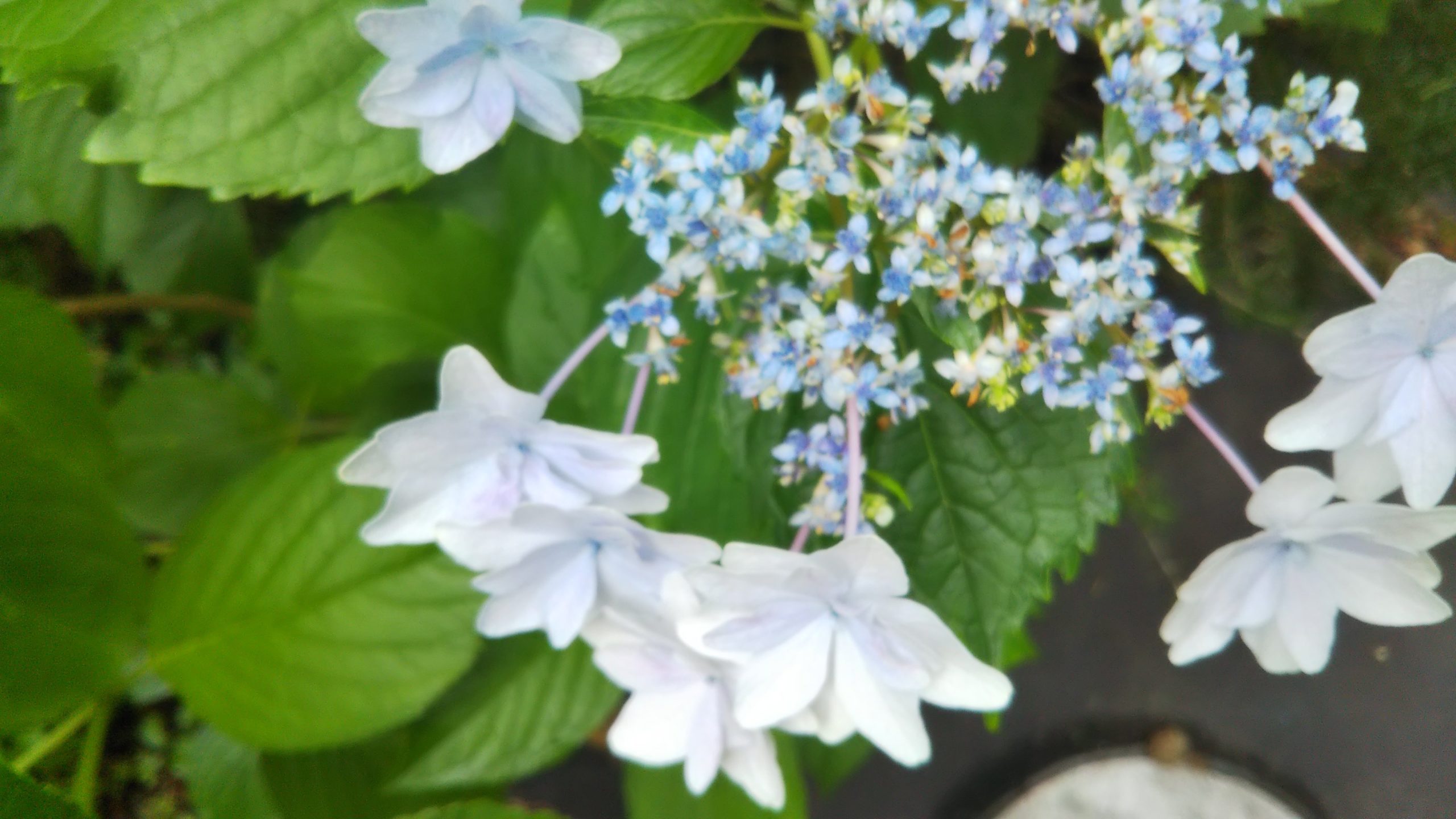 青みがかってきたガクアジサイ【隅田の花火】の花