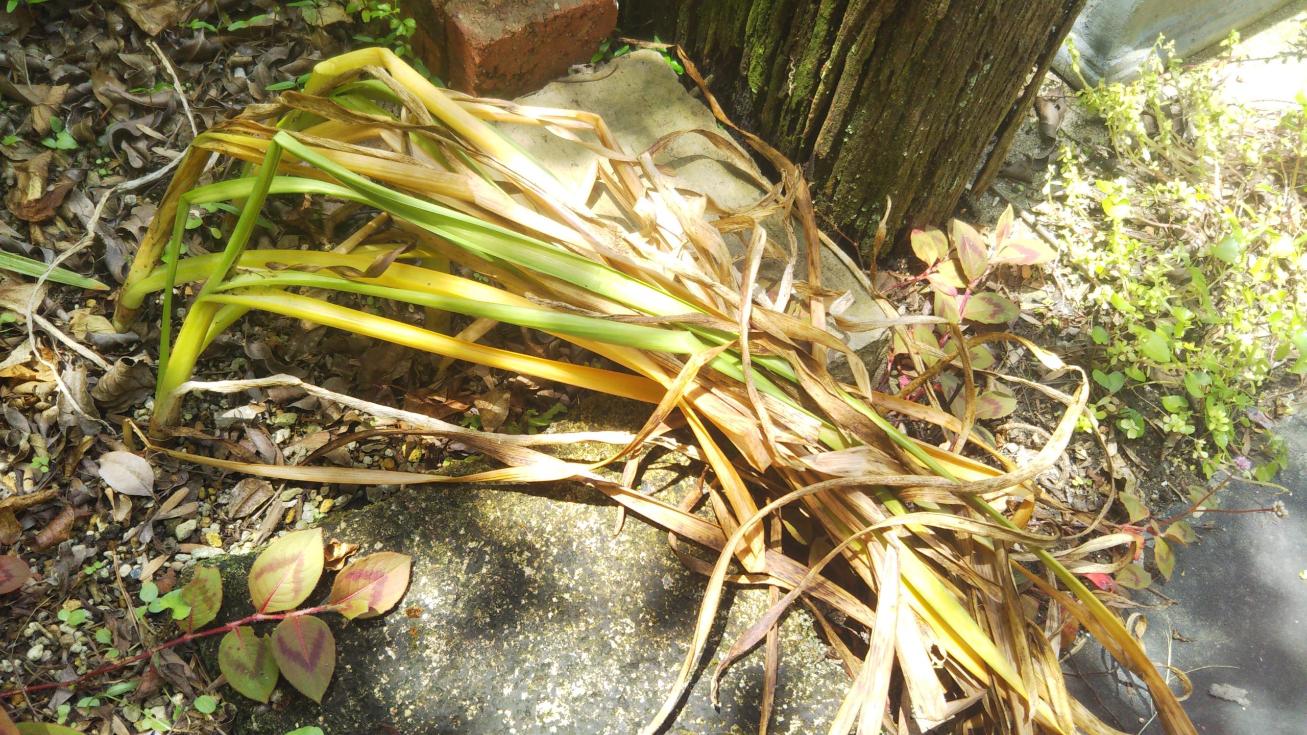 6月下旬、スイセンの葉がほぼ枯れた