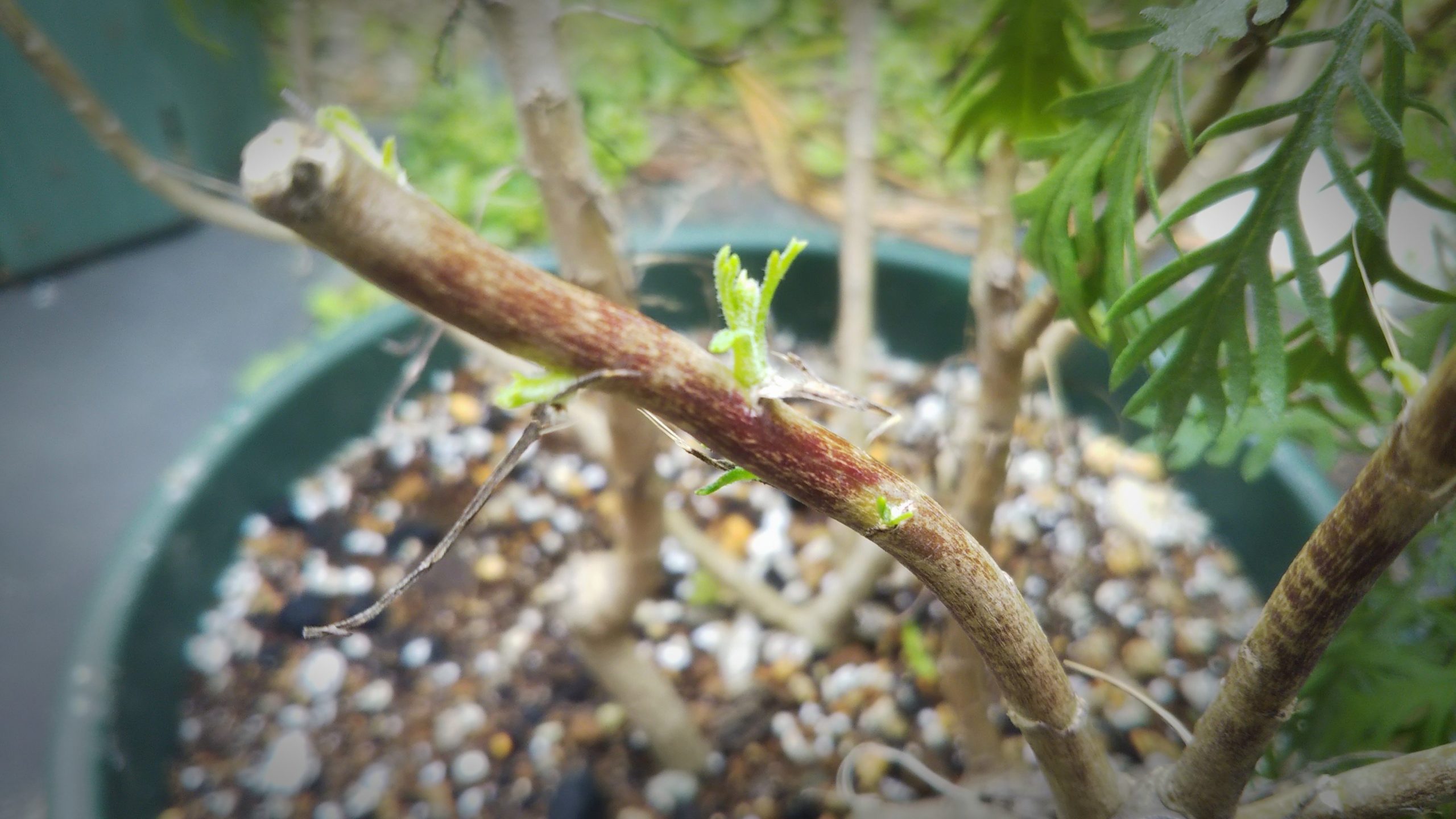 【ユリオプスデージー】完全に木質化していなければ、新芽は出てきます