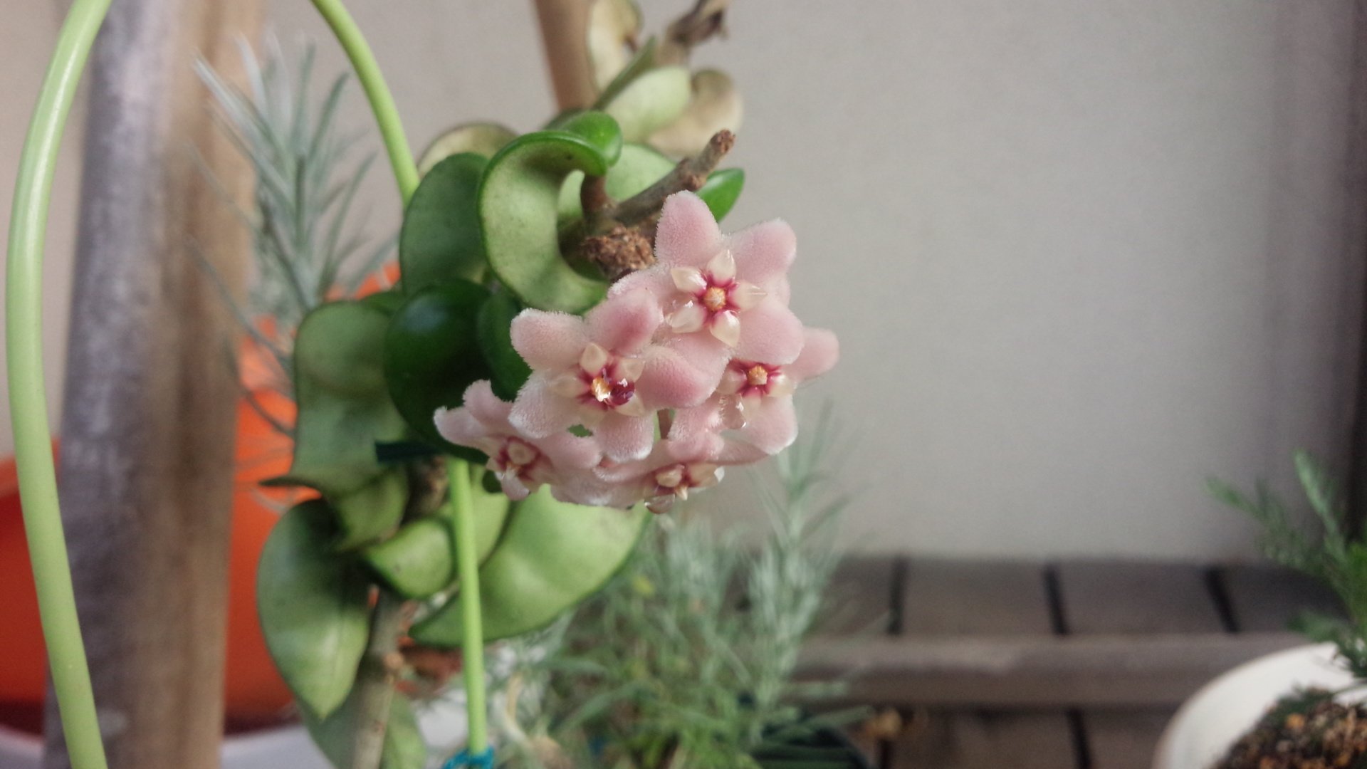 【サクララン(ホヤ・カルノーサ)】蝋細工のような花