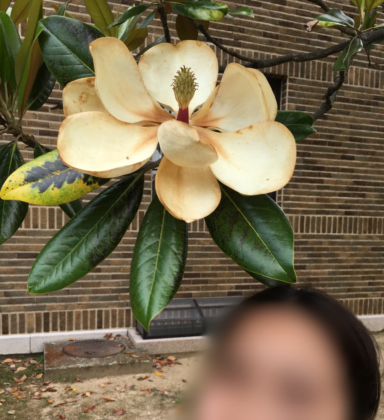 娘の頭上に大きな花。君の名は？