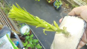 【ユリ根】包装を突き破って芽が出てきた