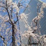 赤坂サカスのシンボルツリー【三春桜】