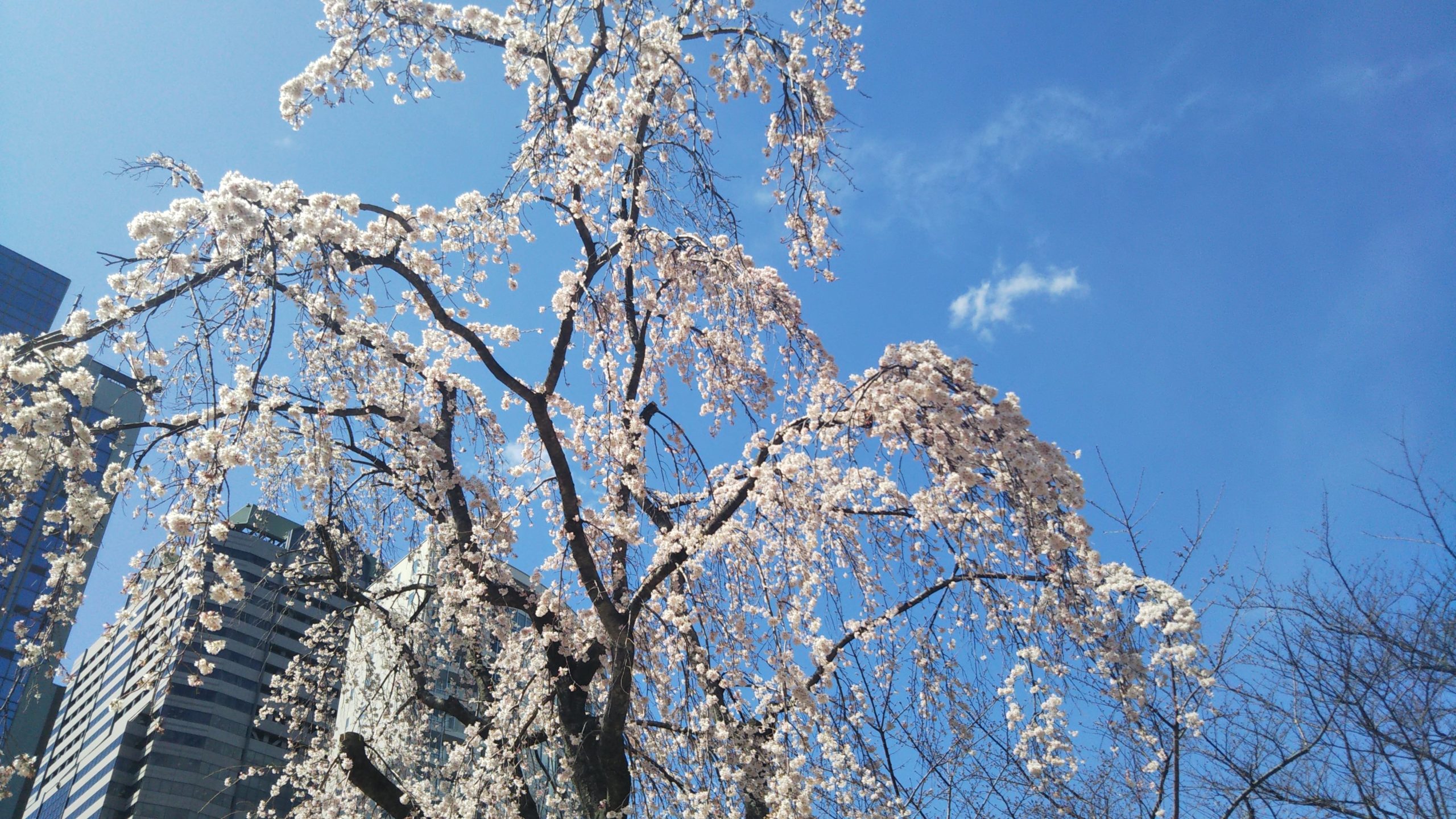 【三春桜】赤坂サカスの桜たちのシンボル