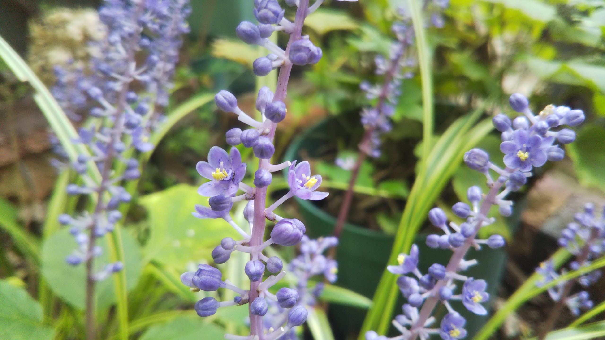 ヤブラン ９月に薄紫の小花を咲かせる