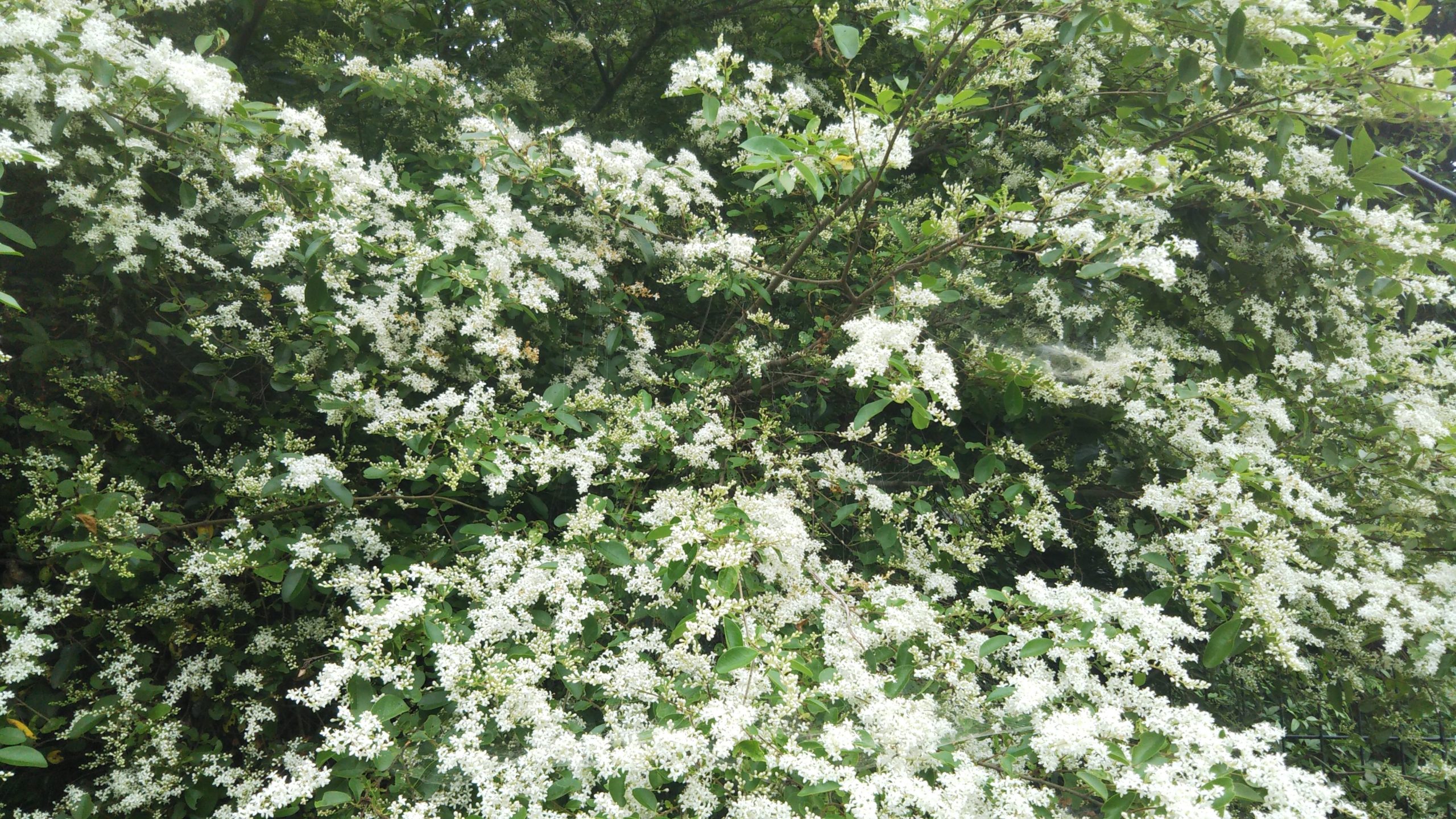 【プリペット】白い花が一斉に咲くとかなりの存在感