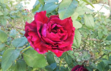 紅バラ【クリムゾングローリー】＠中之島公園バラ園