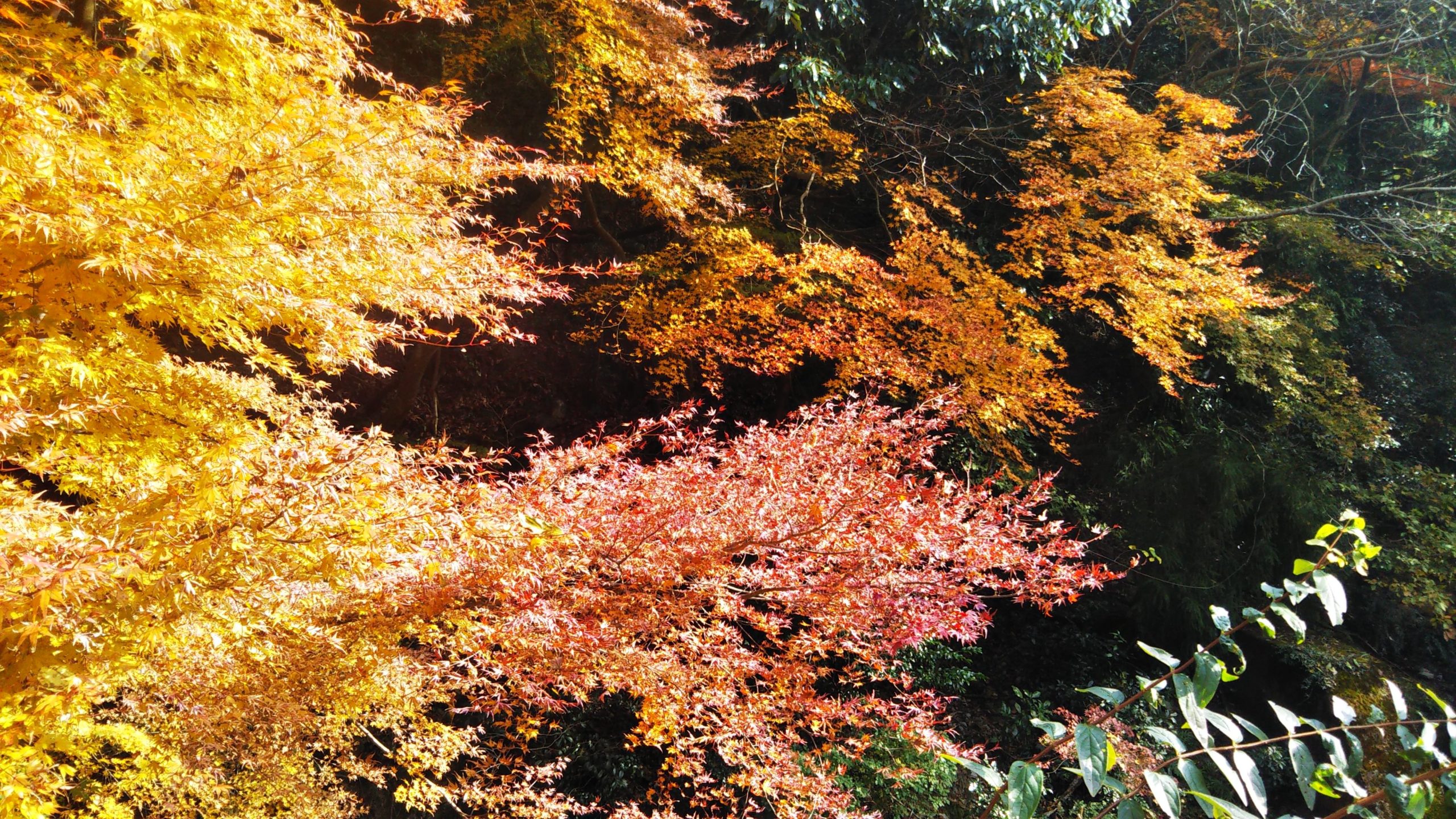 11月下旬　有馬温泉界隈は紅葉に包まれて美しい