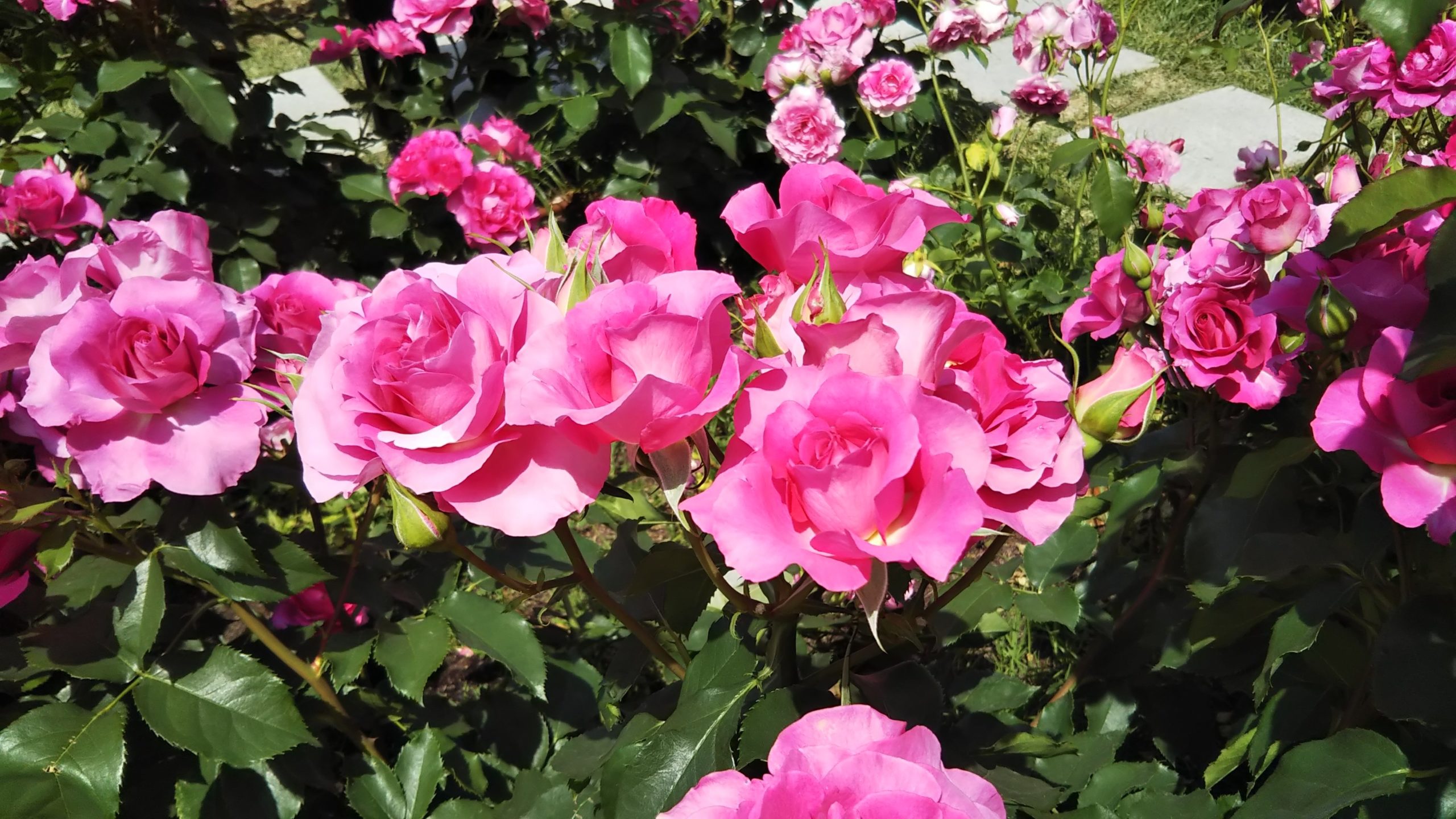 ピンクが映えるバラ【うらら】＠中之島公園バラ園