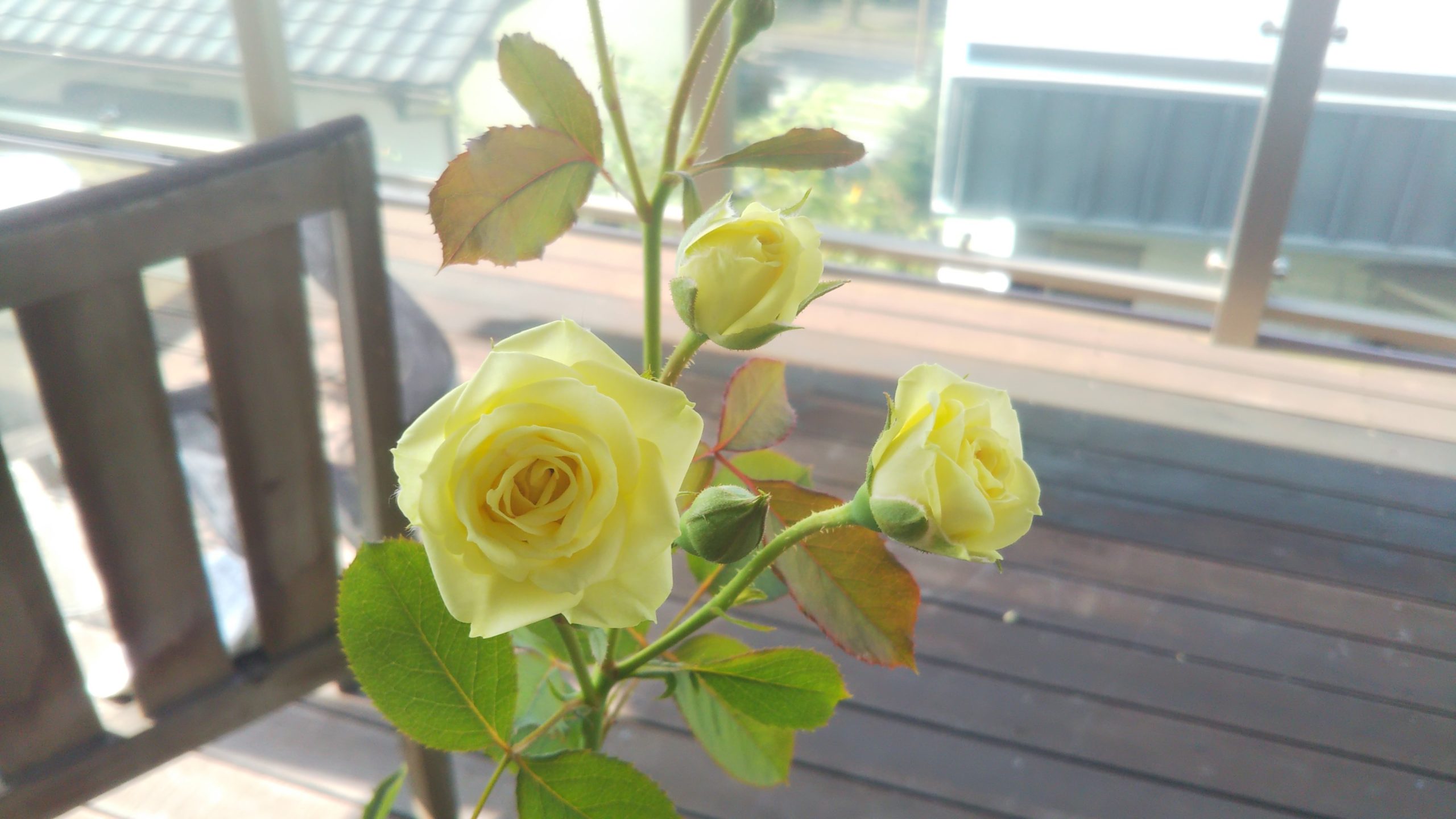 【クリーミーエデン】8月下旬に2番花が開花