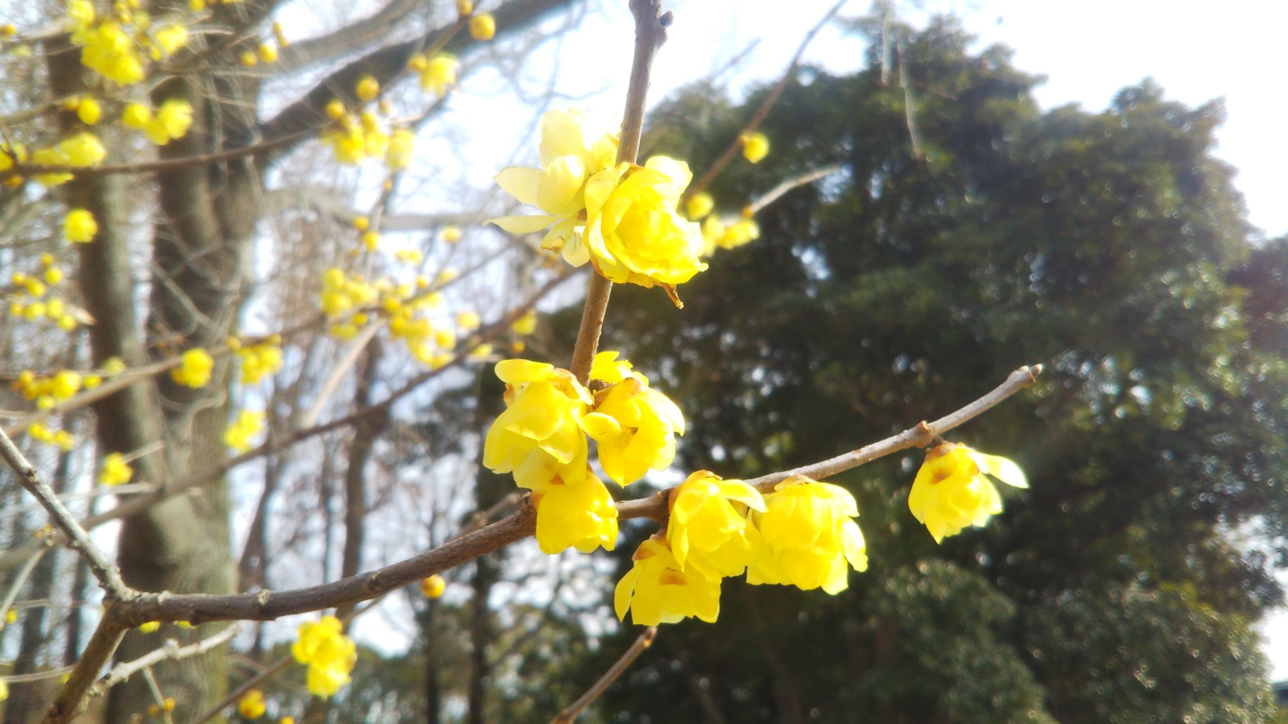 花が黄一色なのは【ソシンロウバイ】