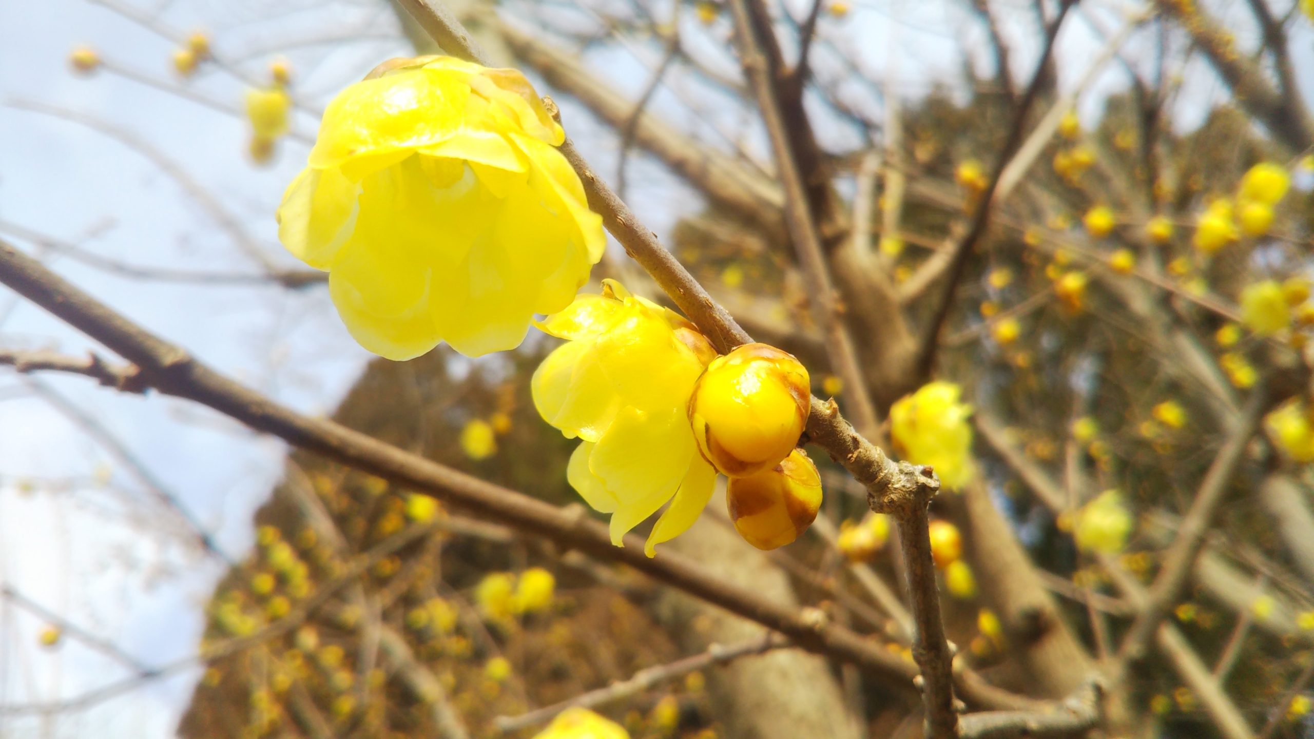 1月の春告花【ロウバイ】