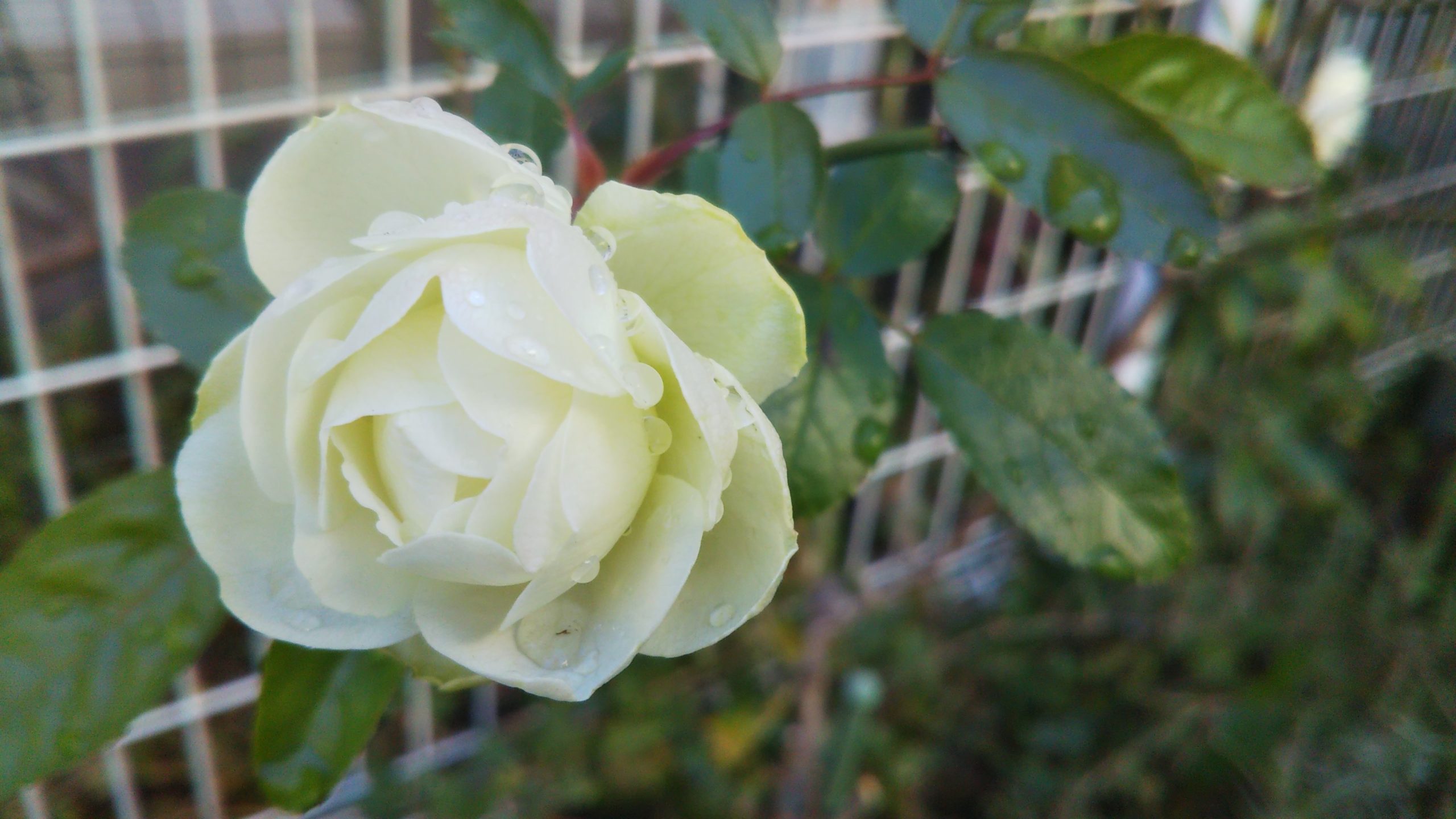 2月のバラ【シュネープリンセス】の花