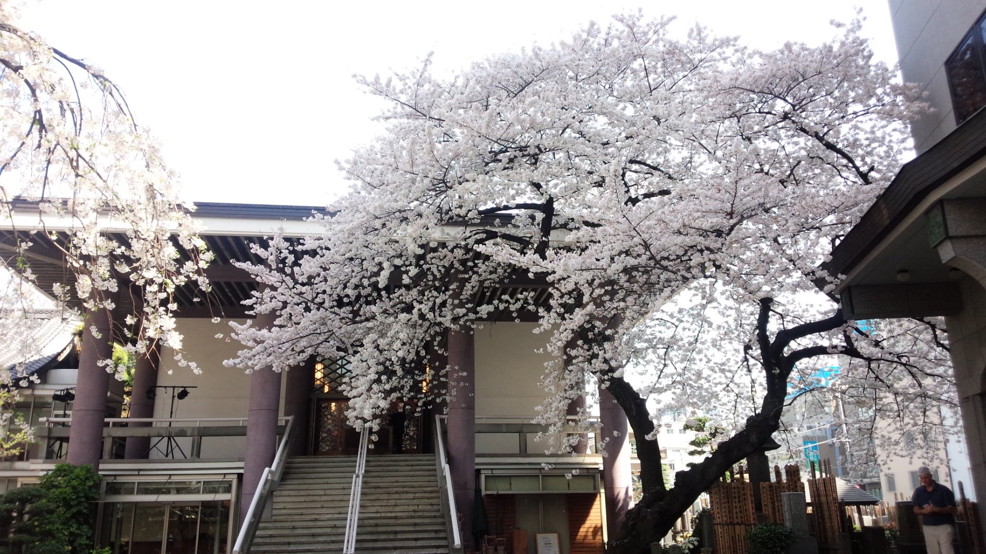常圓寺（新宿）の桜