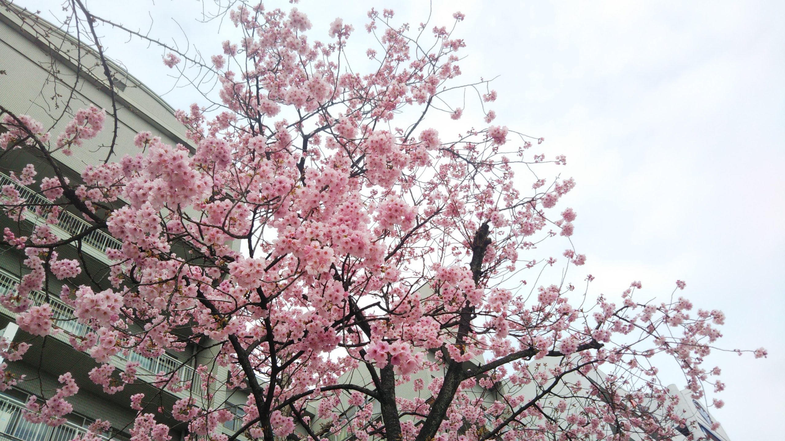 陽光桜（3月23日）