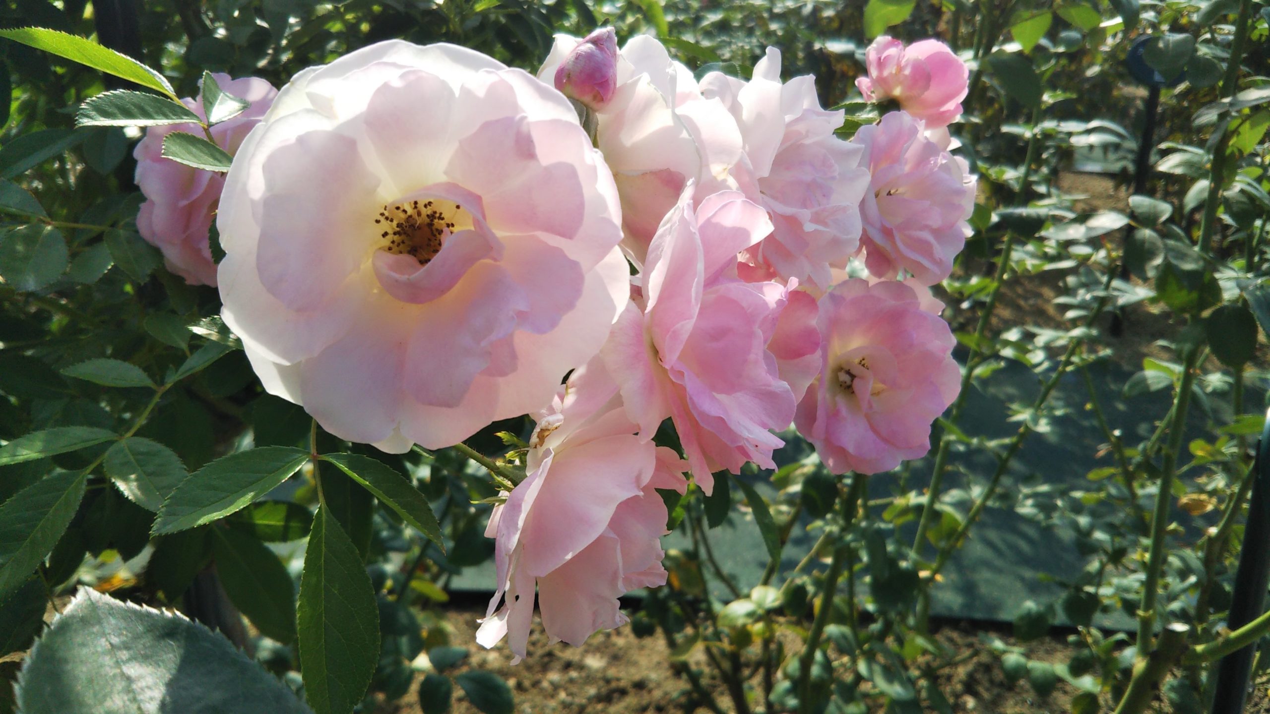 貴重な枝替わりのバラ スプリングパル このバラが欲しい 情熱庭園