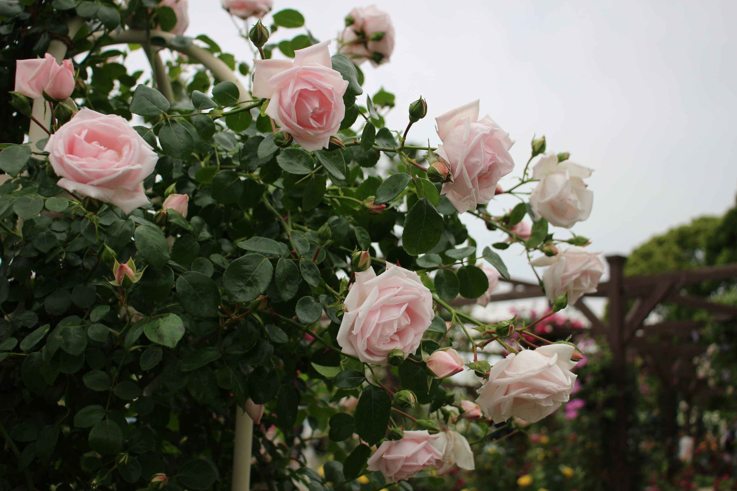 優しい花色で丈夫な性質がスゴい 殿堂入りのつるバラ ニュードーン このバラが欲しい 情熱庭園