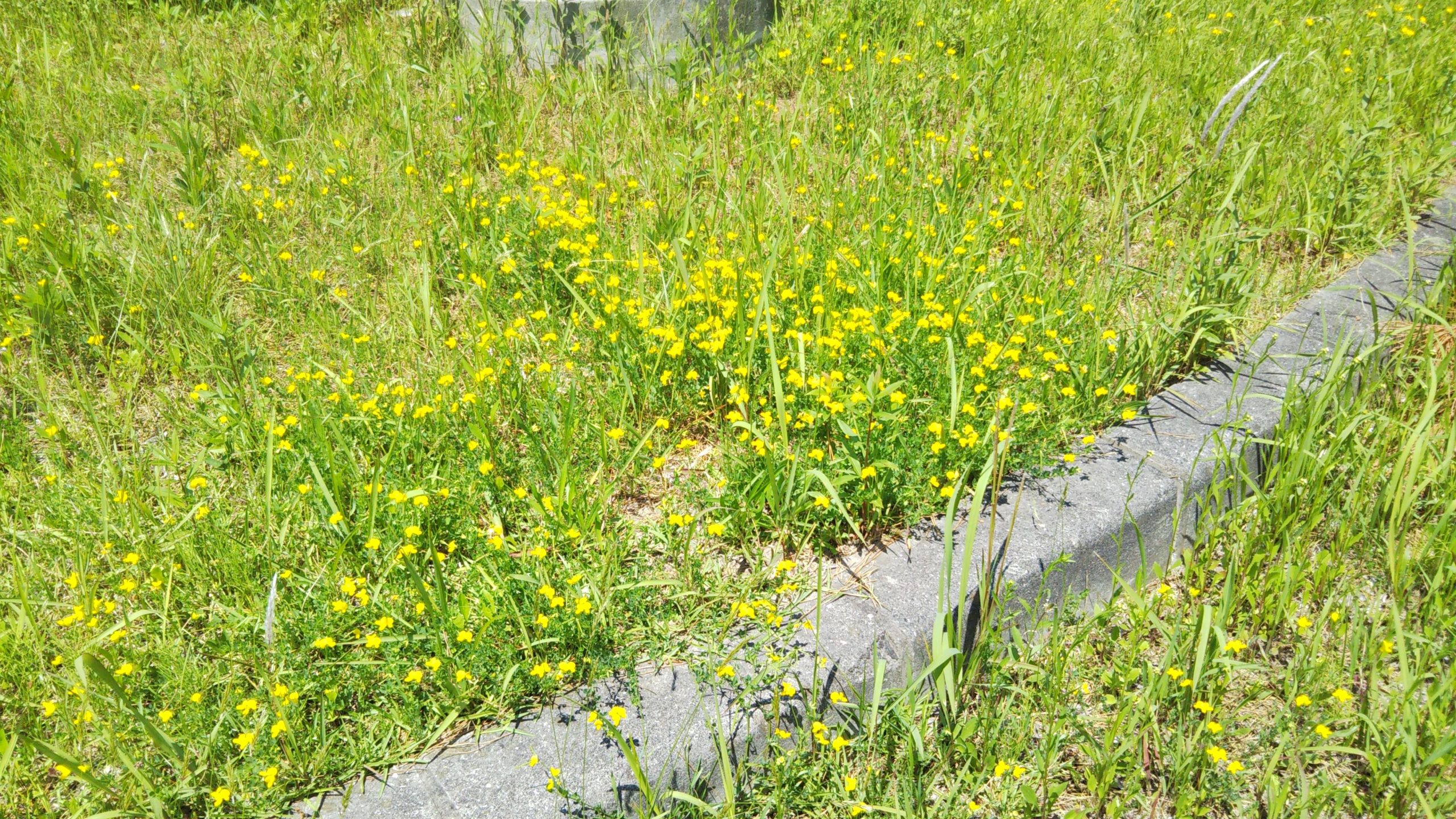 近所の道路脇に黄色い花の群落が