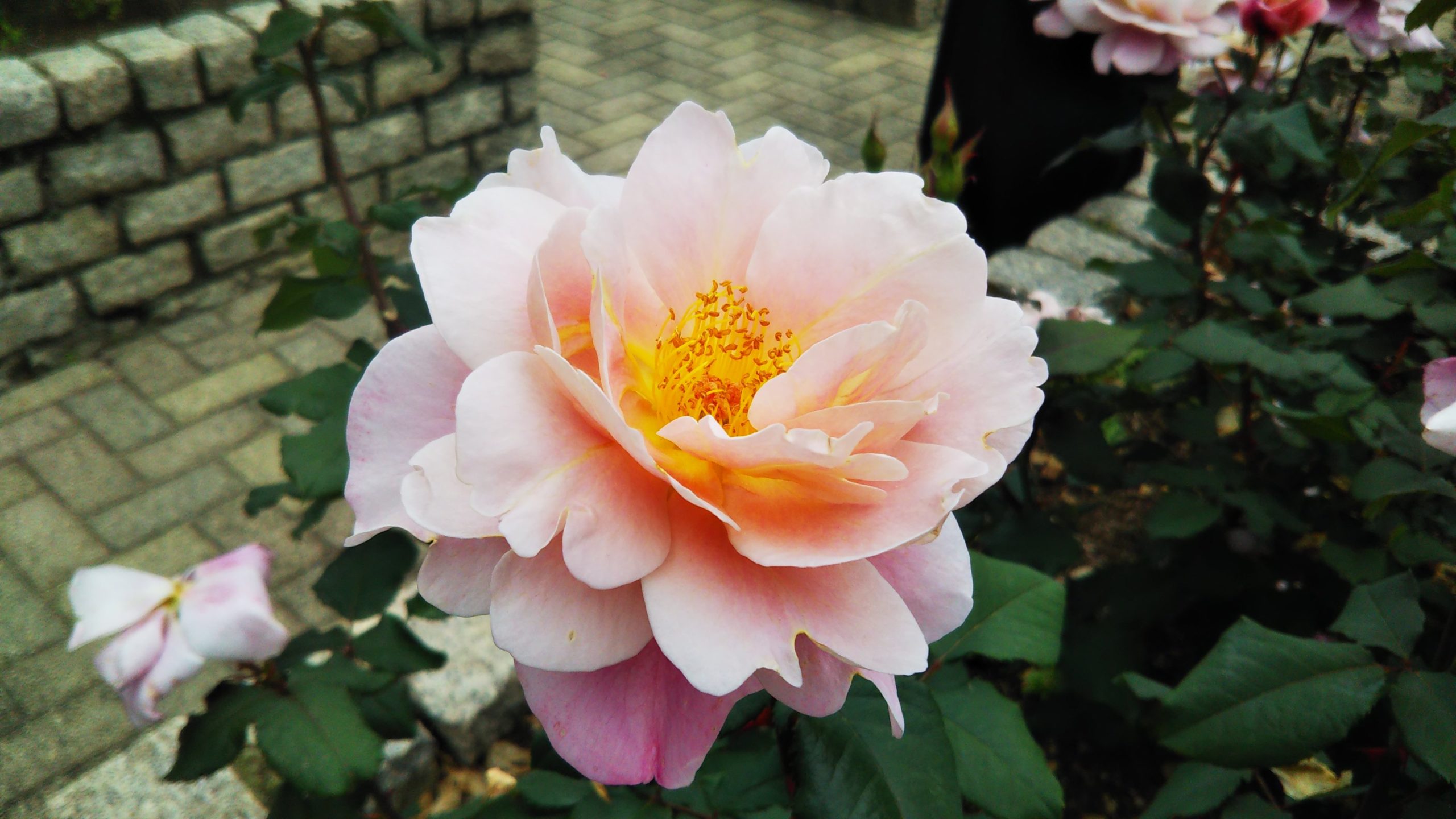 繊細なグラデーションが美しいバラ【ディスタントドラムス】＠長居植物園バラ園