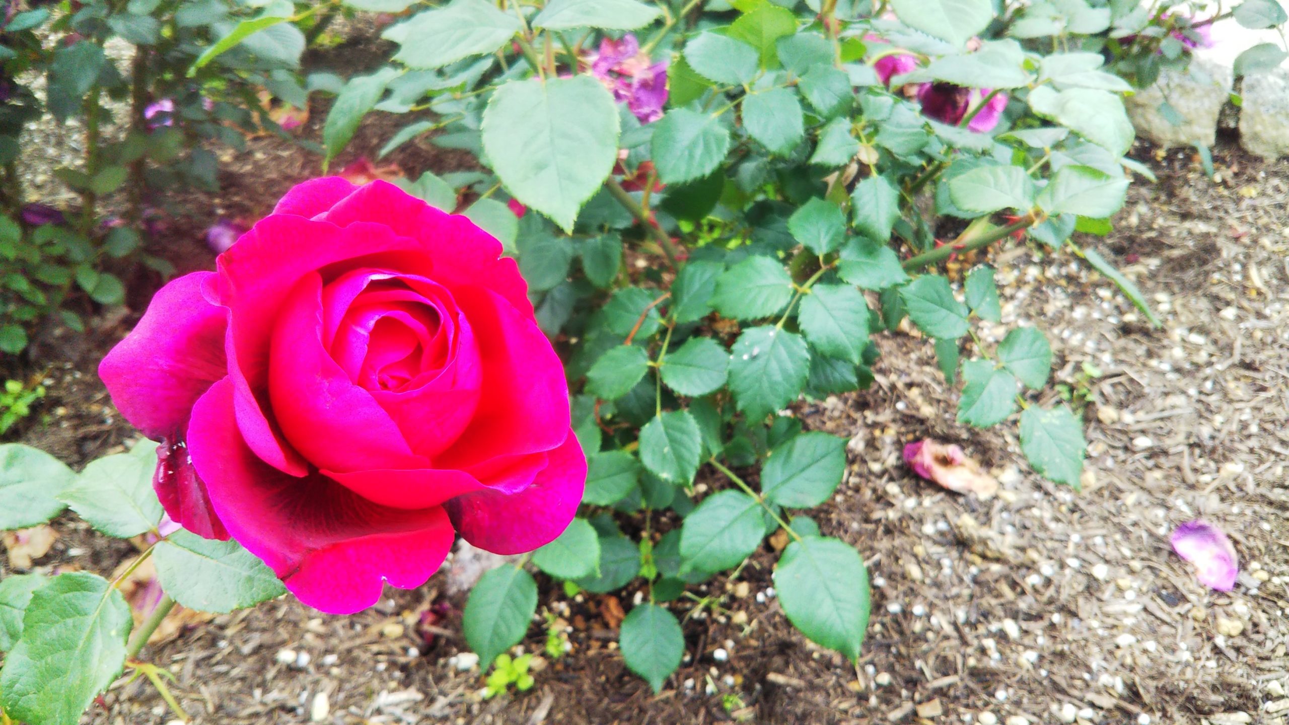 カップ咲きの紅バラ【はいから】＠長居植物園バラ園