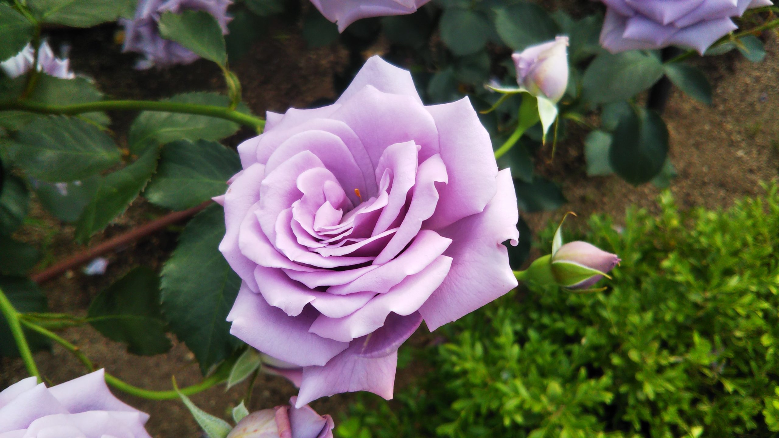 艶やかな日本文化を体現した強香のブルーローズ【藤娘】この和バラが欲しい！ 情熱庭園