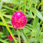 【センニチコウ】赤い苞のスキマから小さな花を咲かせる